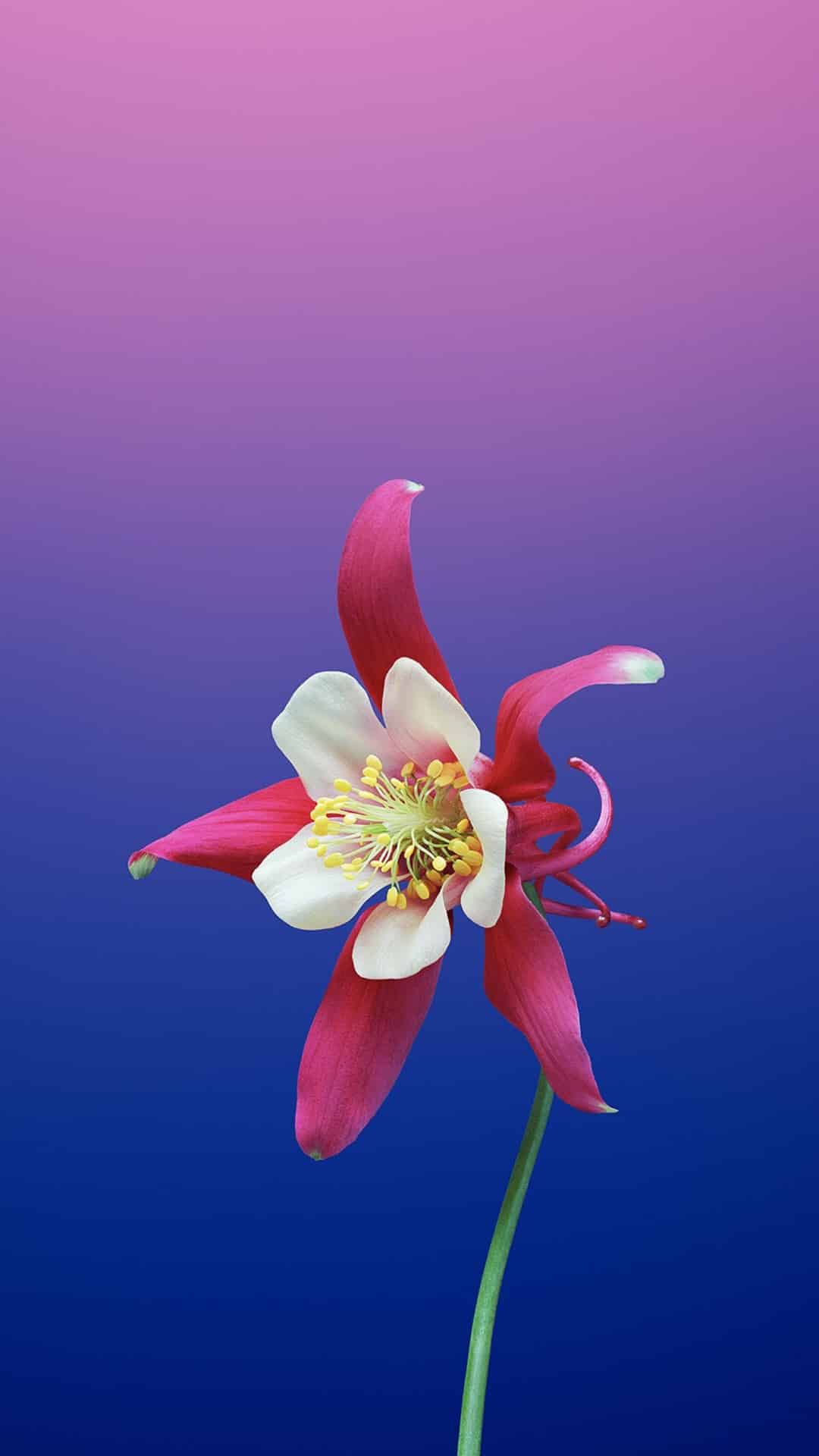 今日安卓壁纸 002