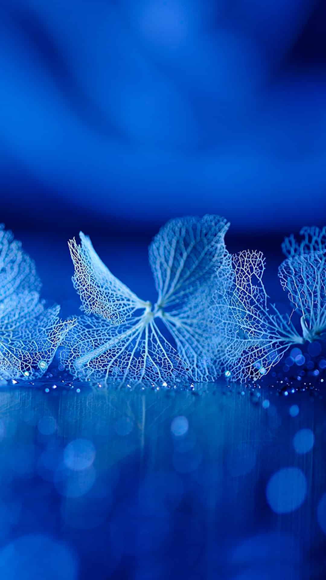 今日iPhone壁纸 013