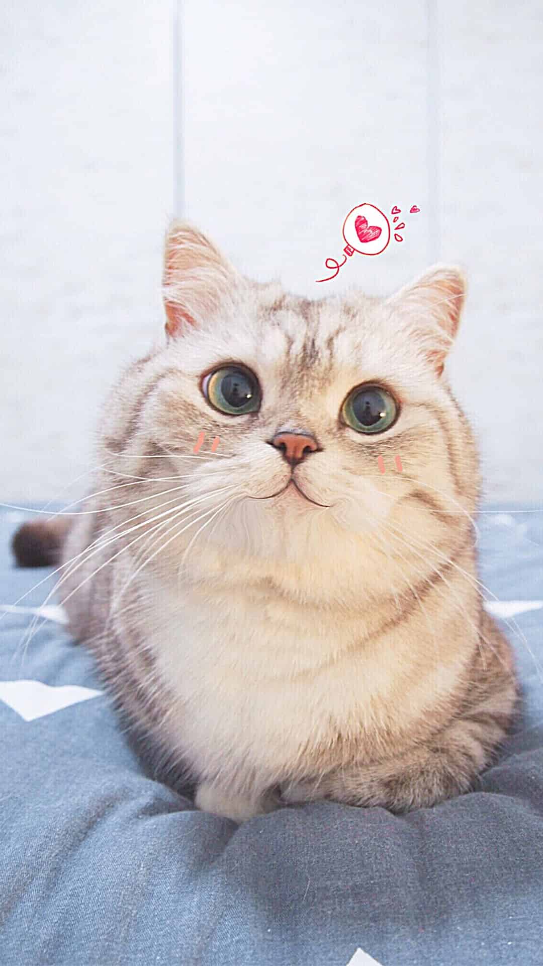 今日萌宠壁纸 001