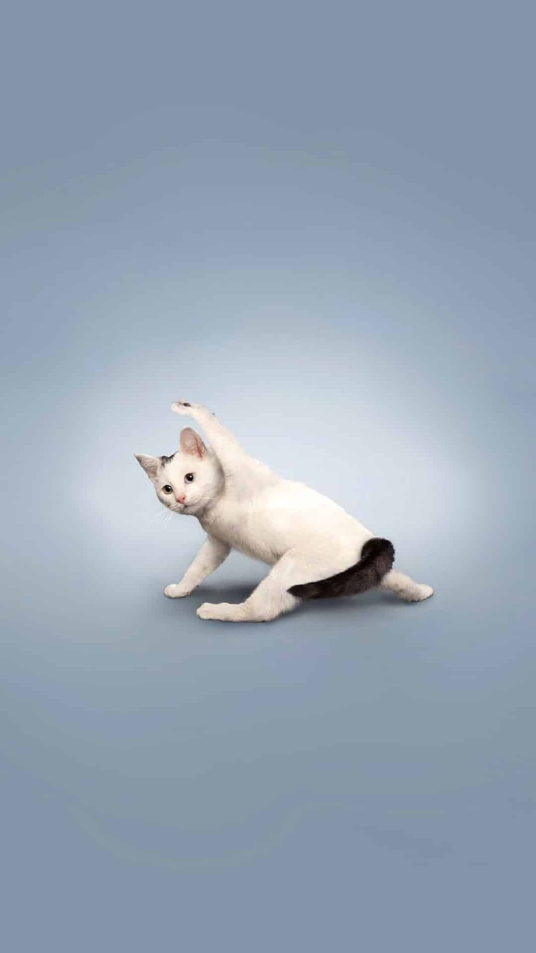 今日萌宠壁纸 001