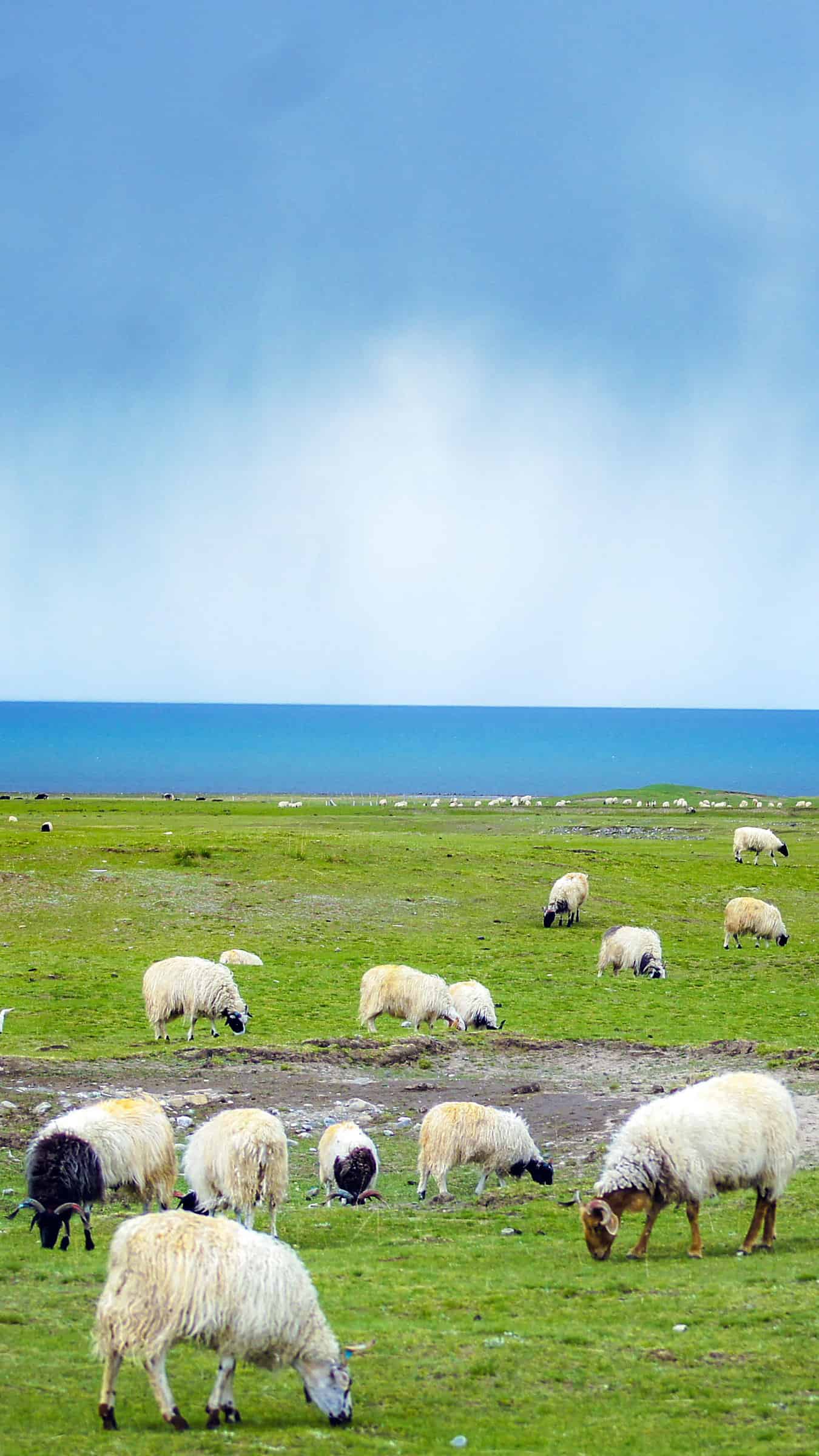 今日萌宠壁纸 001