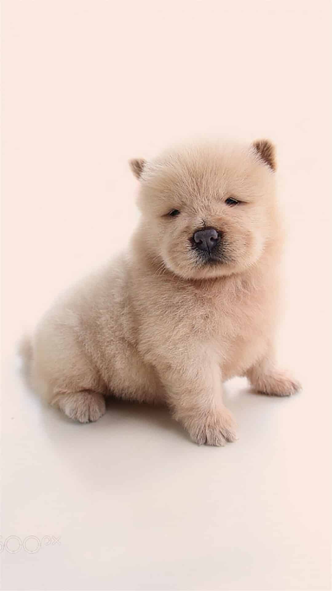 今日萌宠壁纸 001