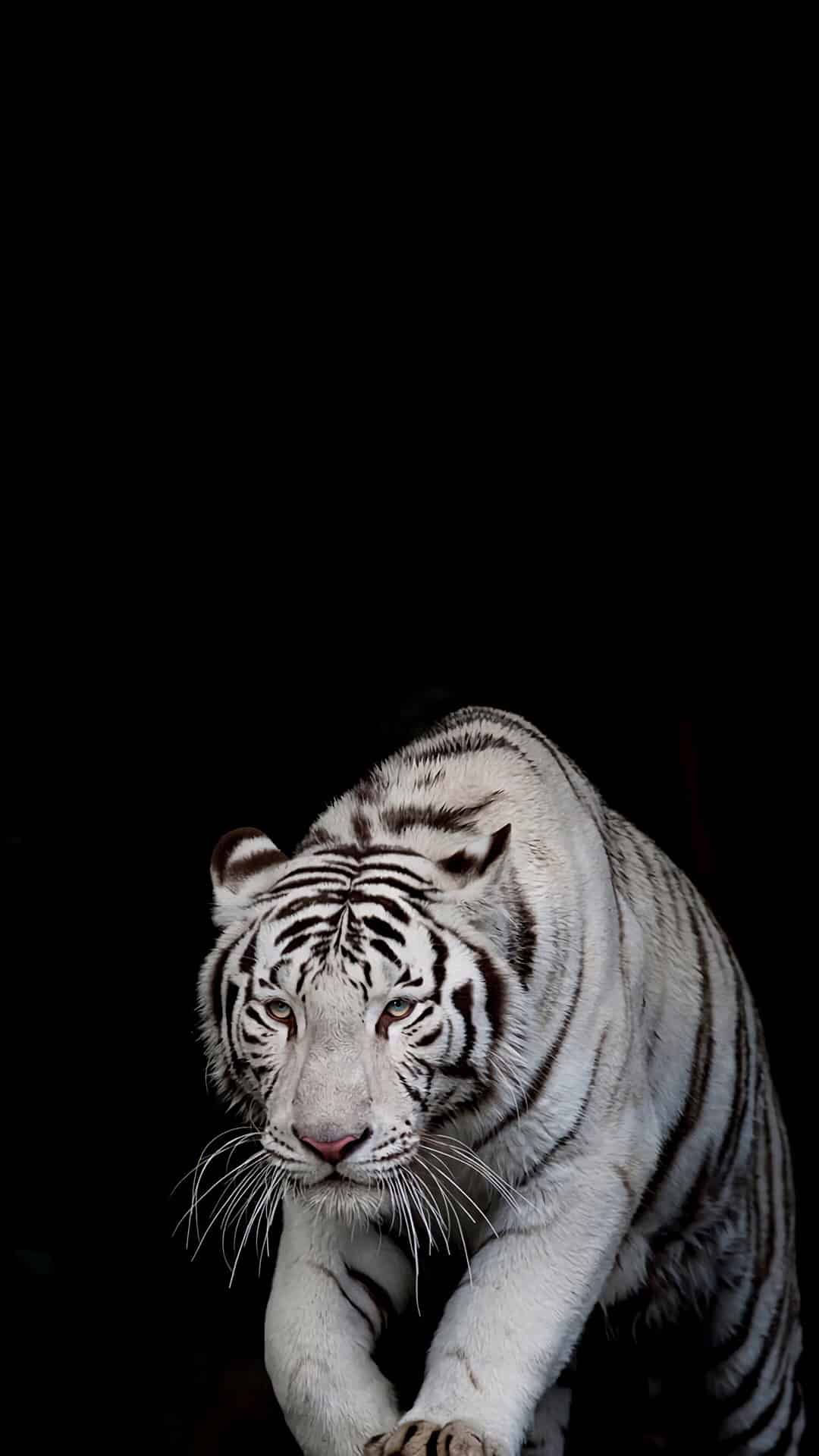 今日萌宠壁纸 001