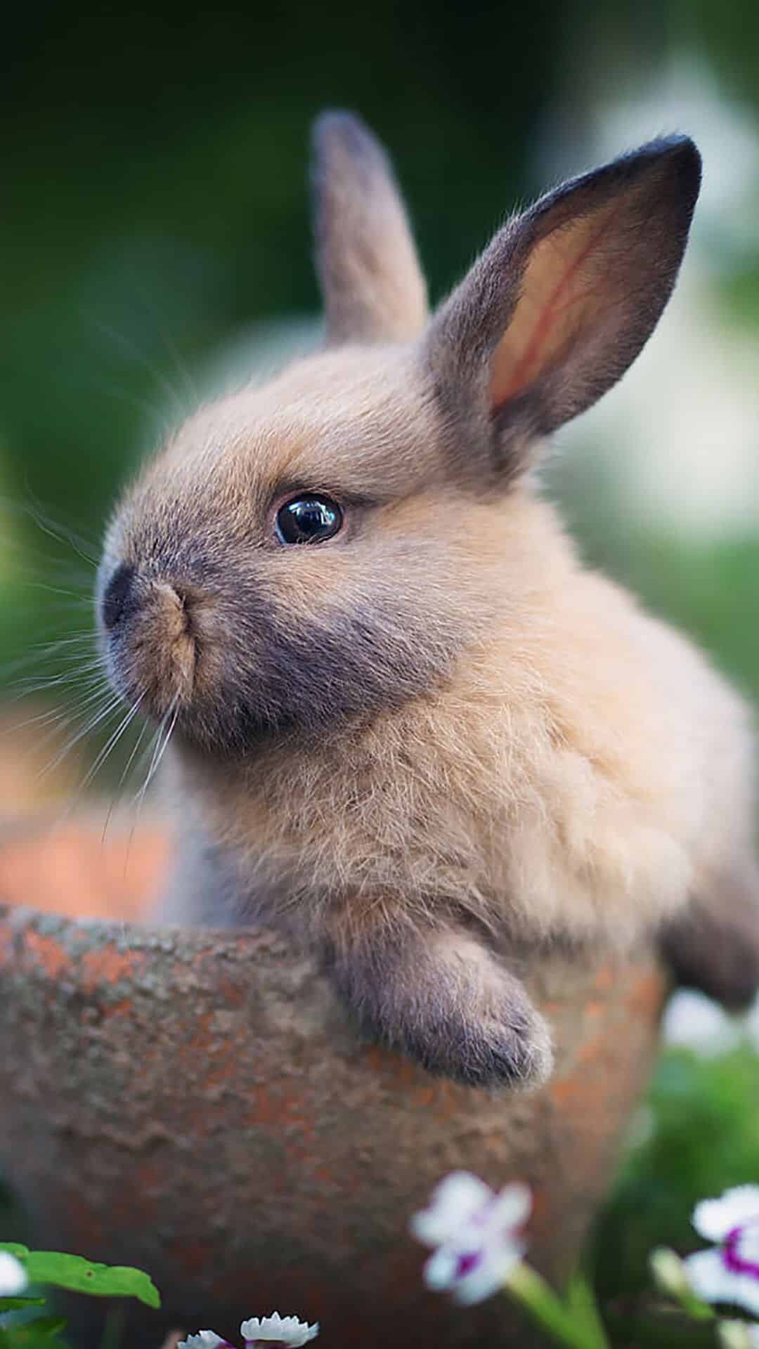 今日萌宠壁纸 001