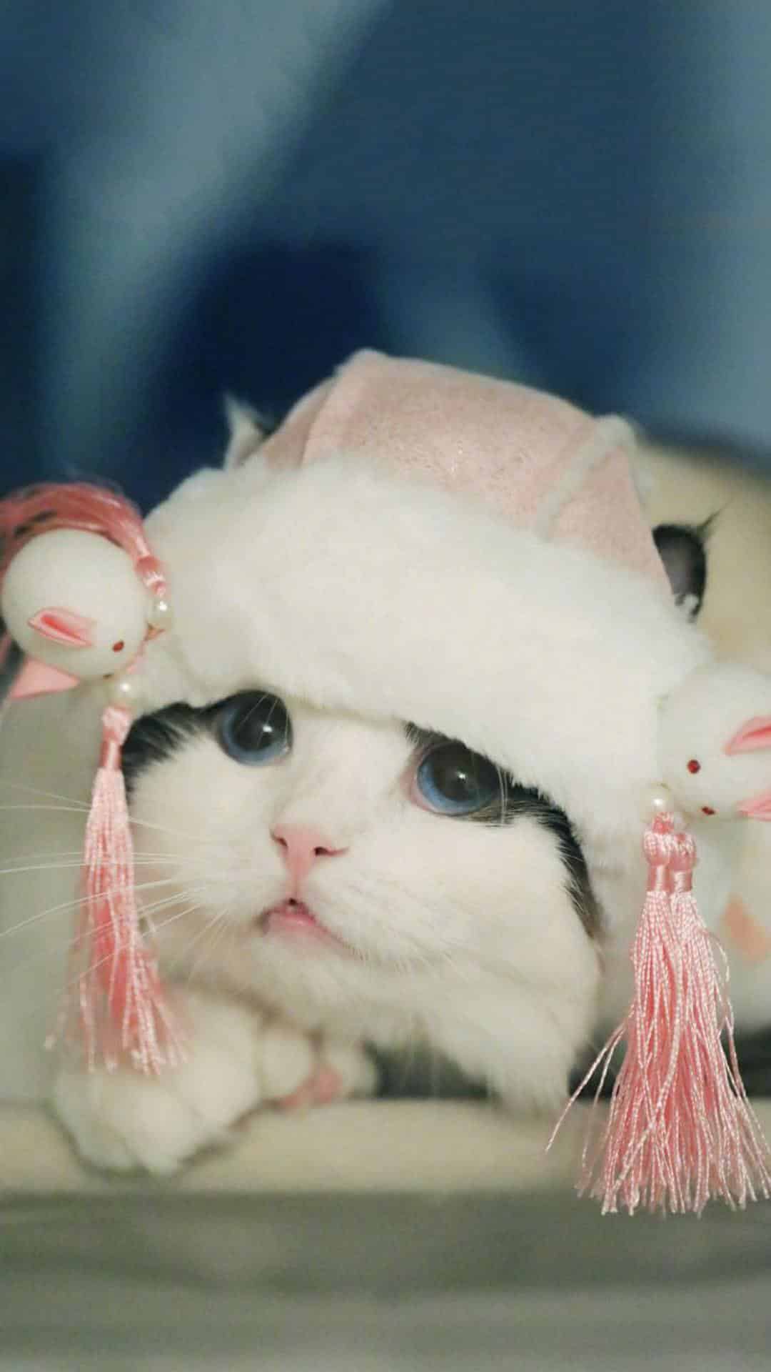 今日萌宠壁纸 001