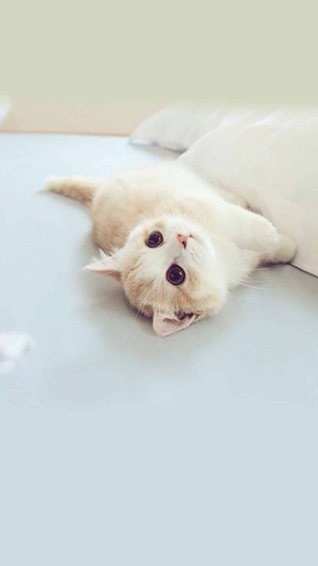 今日萌宠壁纸 001