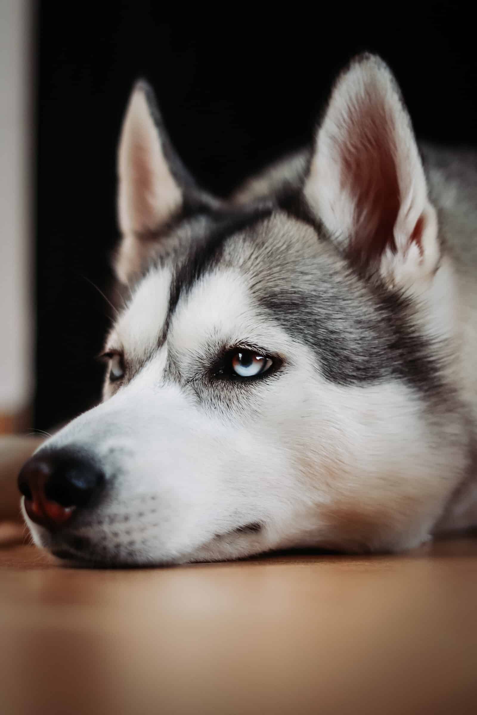 今日萌宠壁纸 002