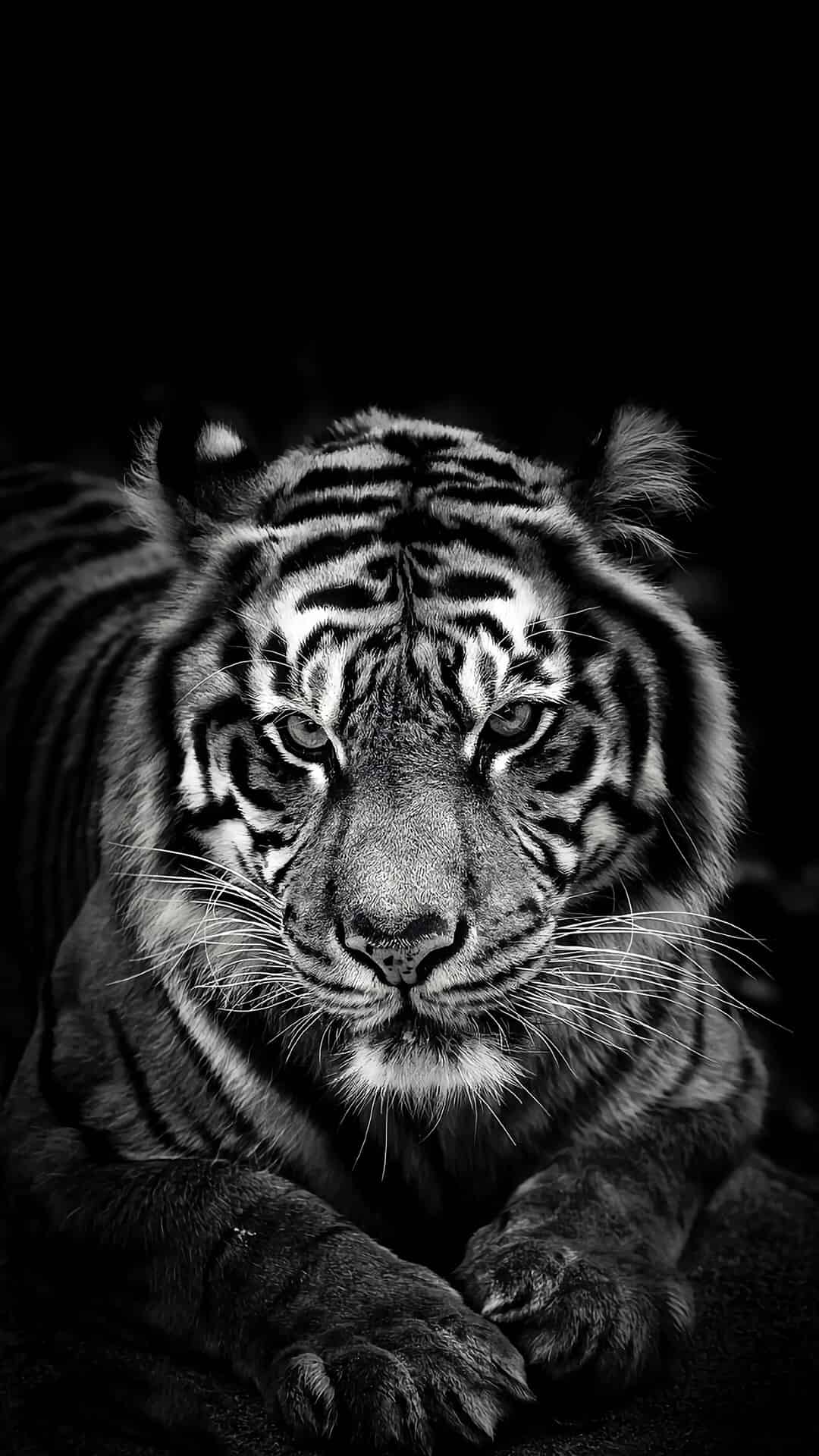 今日萌宠壁纸 002