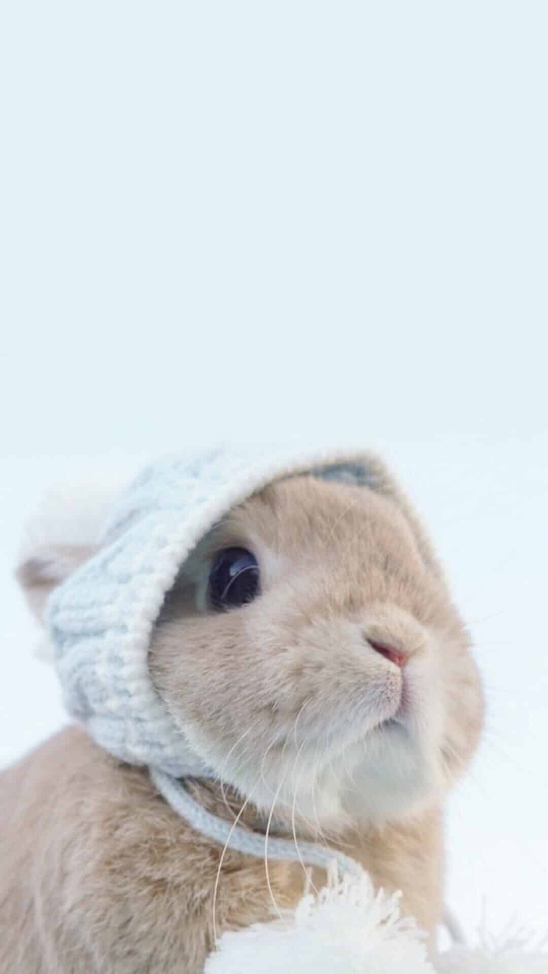 今日萌宠壁纸 002