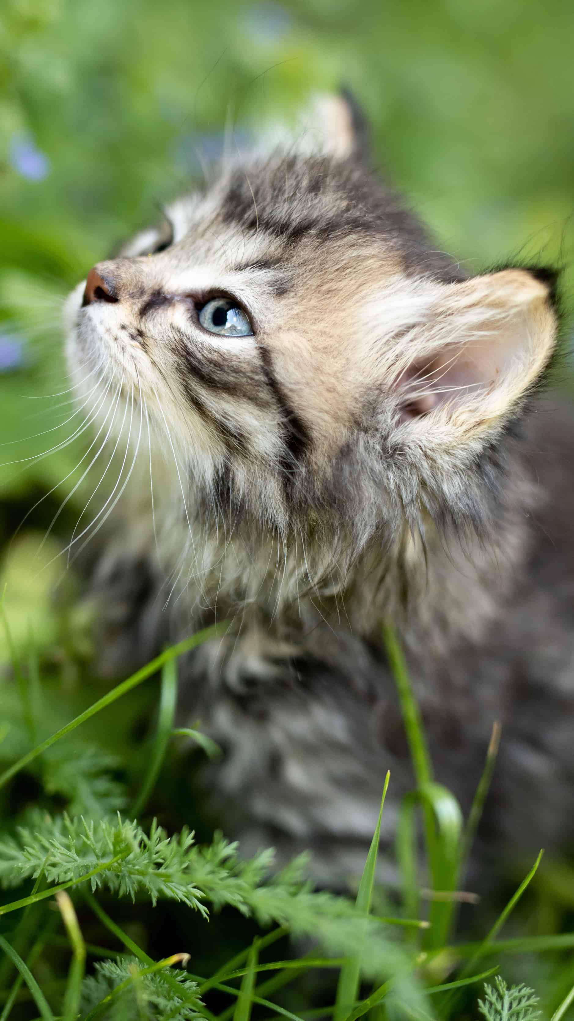 今日萌宠壁纸 002