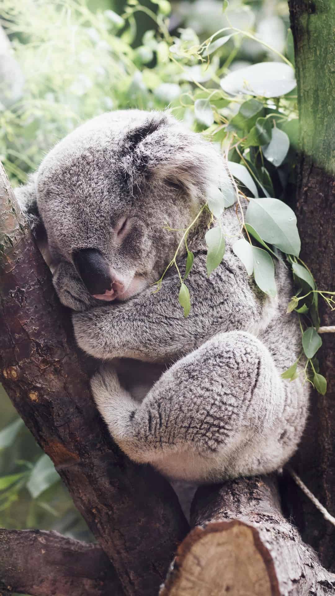 今日萌宠壁纸 002