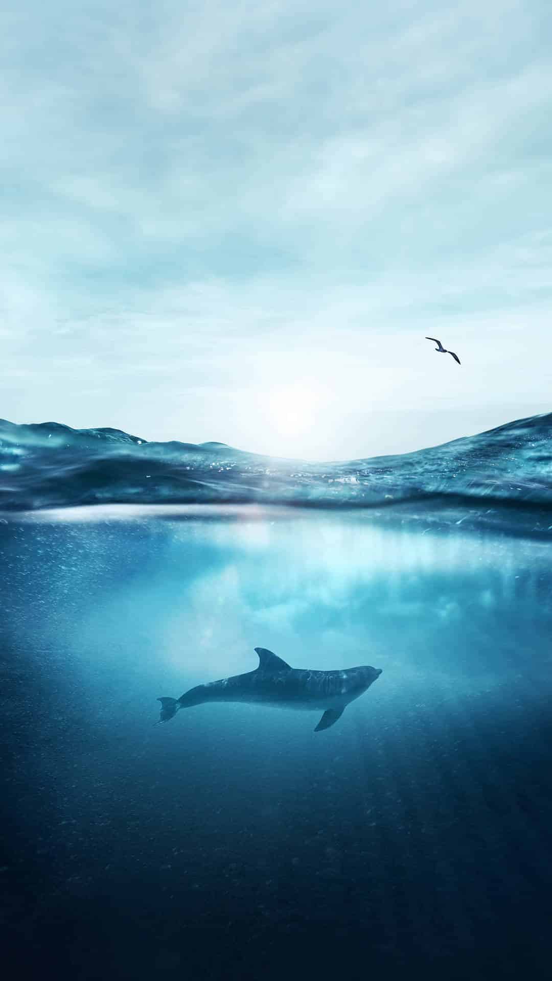 今日萌宠壁纸 002