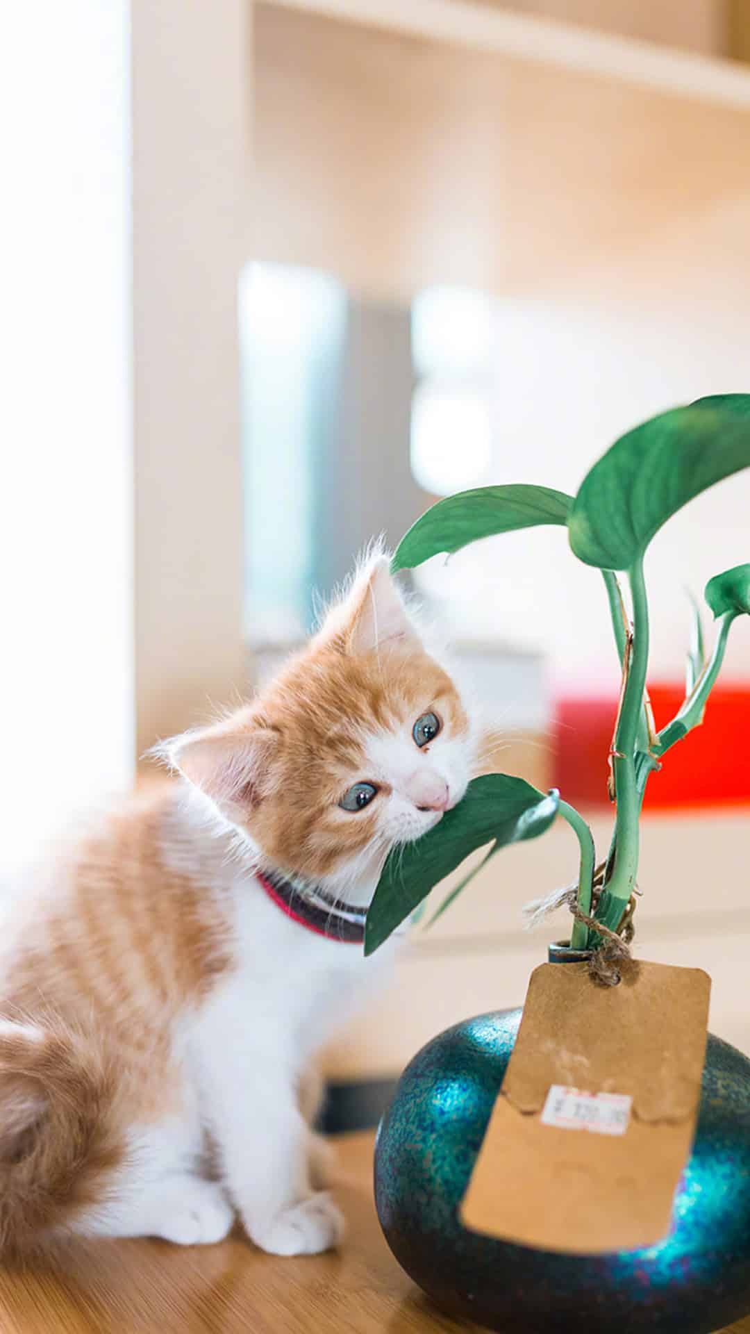 今日萌宠壁纸 002