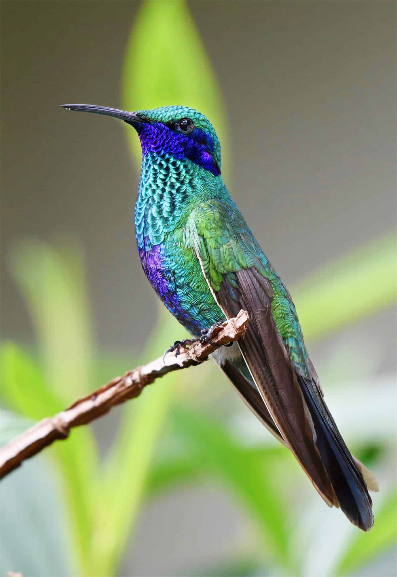 今日萌宠壁纸 002