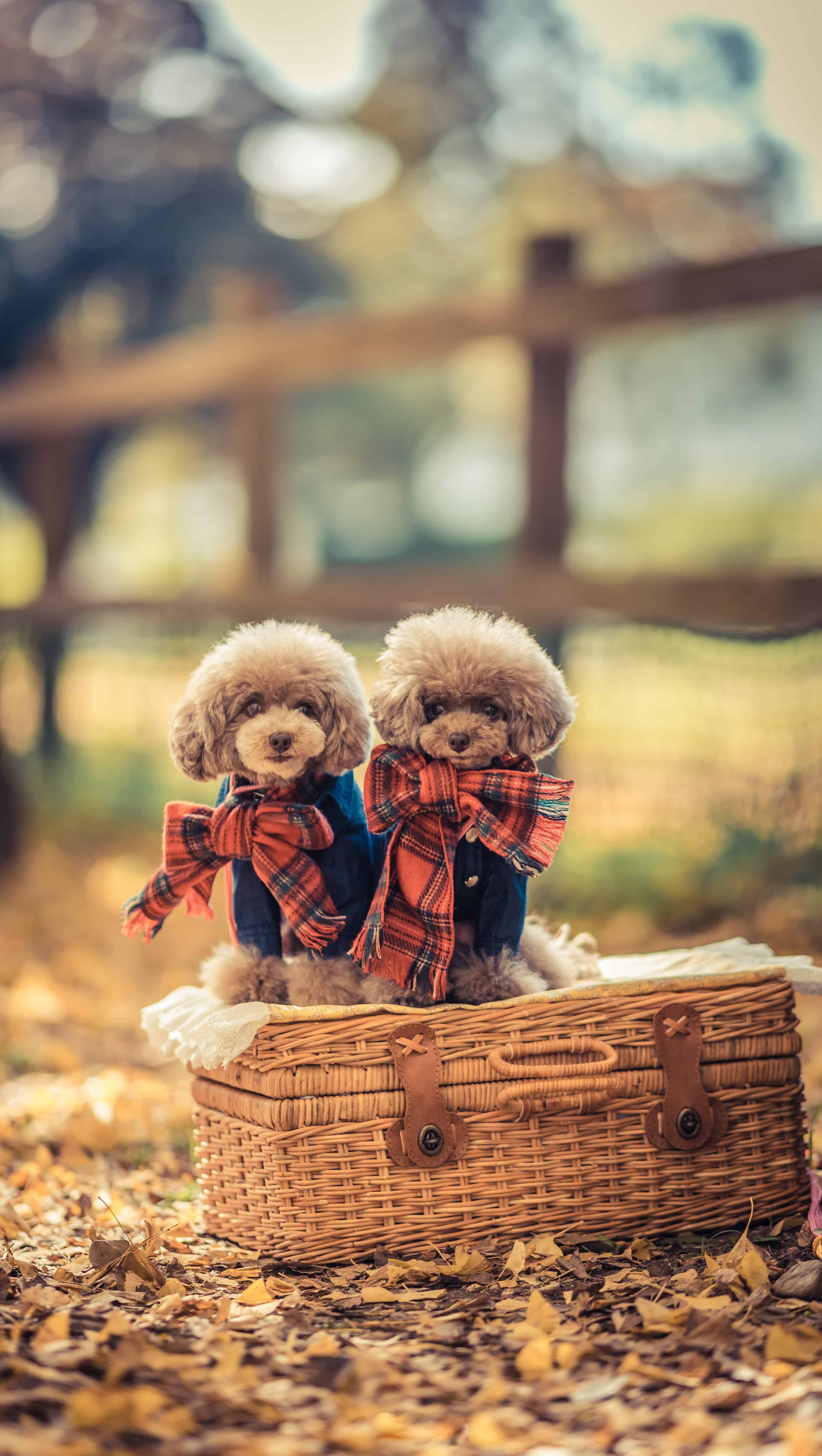 今日萌宠壁纸 002