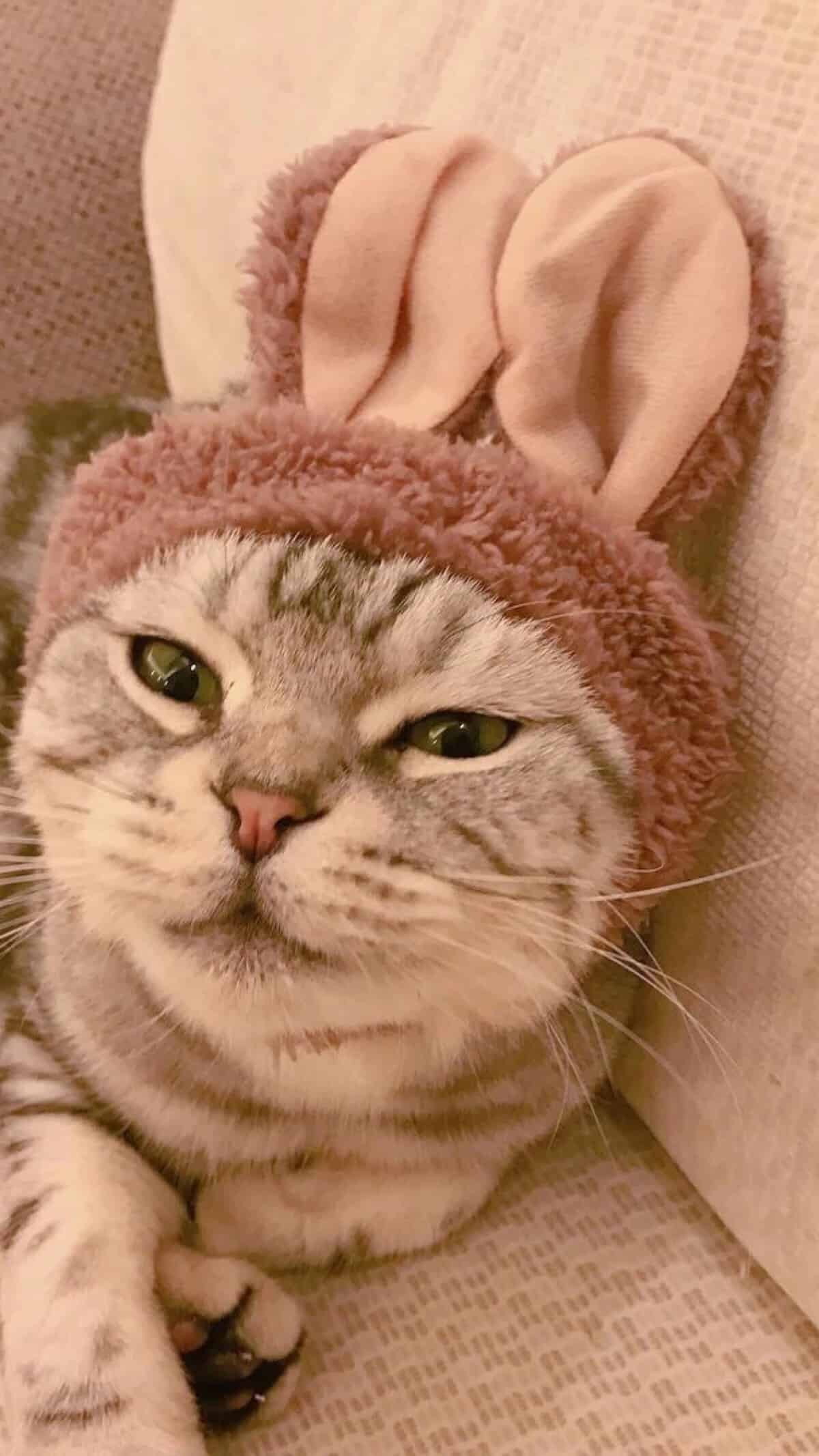 今日萌宠壁纸 003