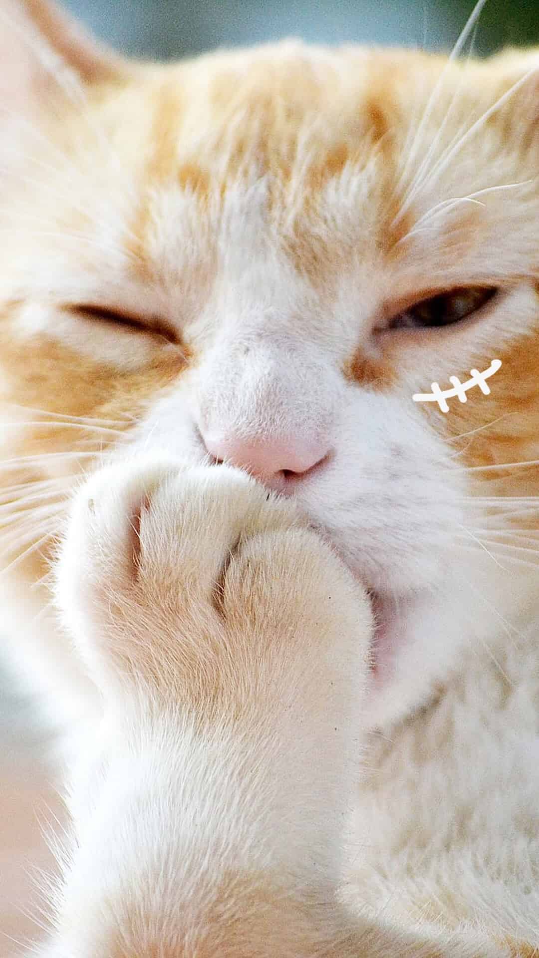 今日萌宠壁纸 003