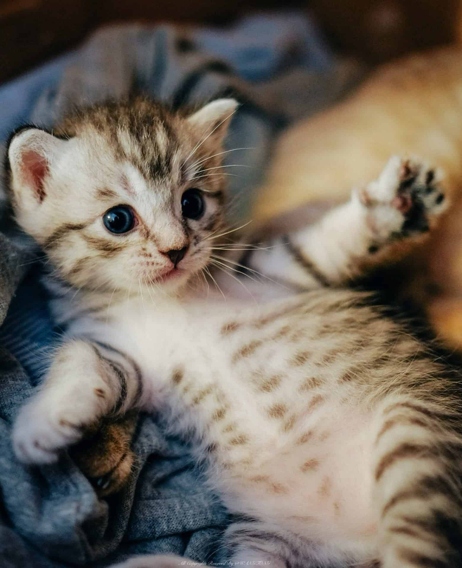 今日萌宠壁纸 003