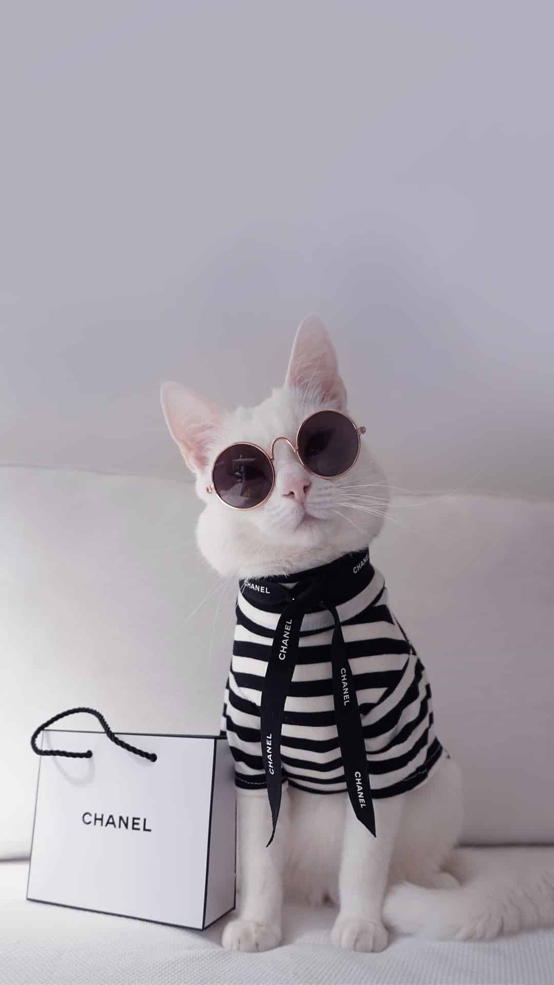 今日萌宠壁纸 003