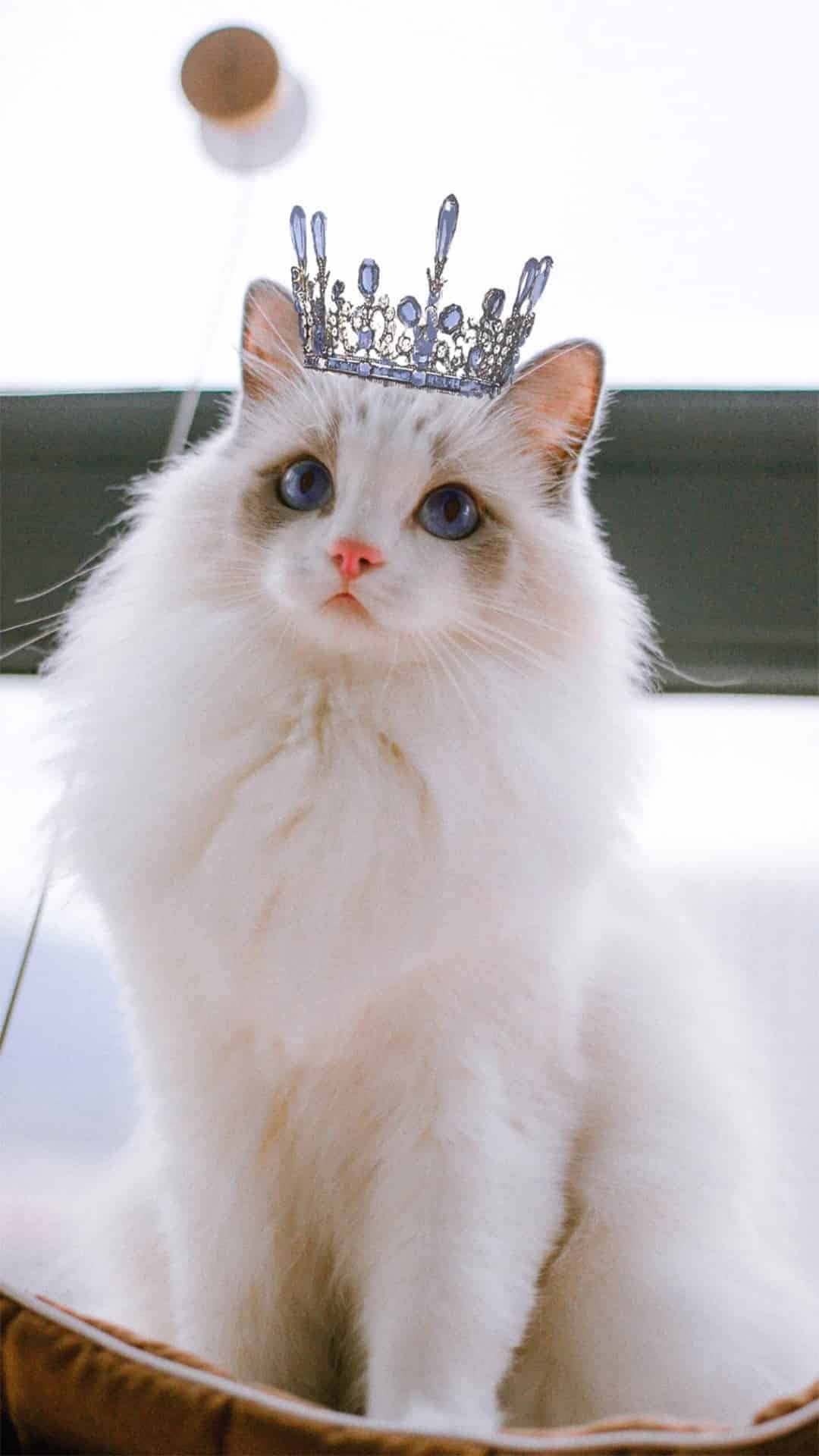 今日萌宠壁纸 003