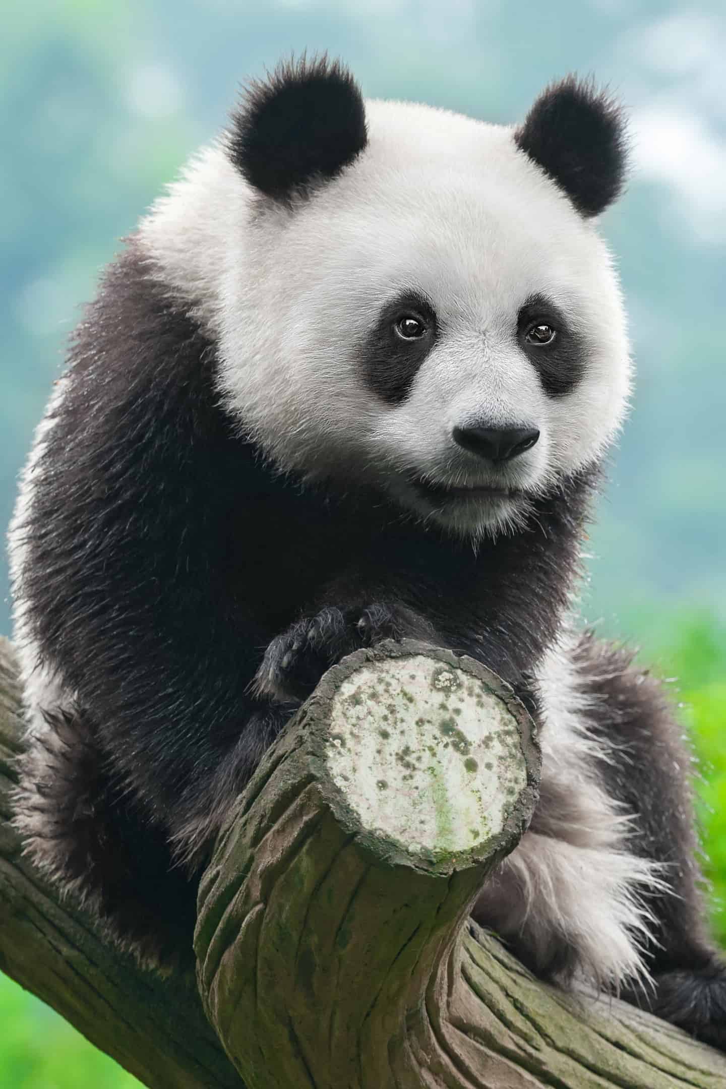 今日萌宠壁纸 003