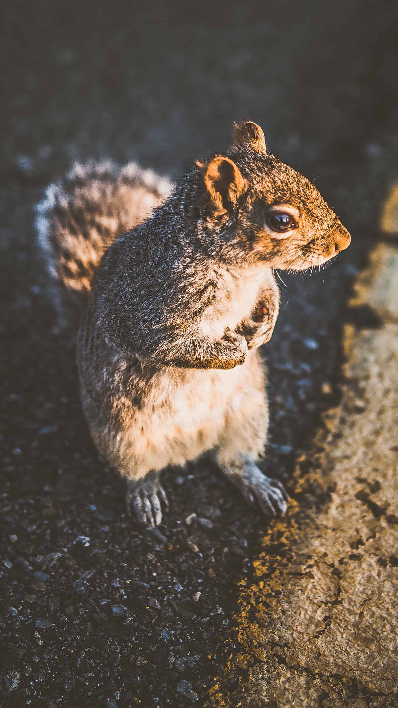 今日萌宠壁纸 003