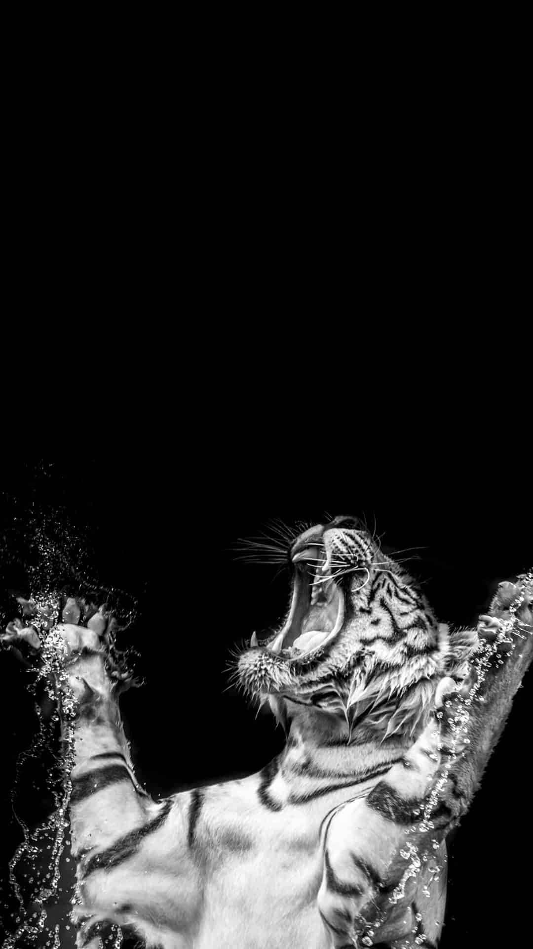 今日萌宠壁纸 004