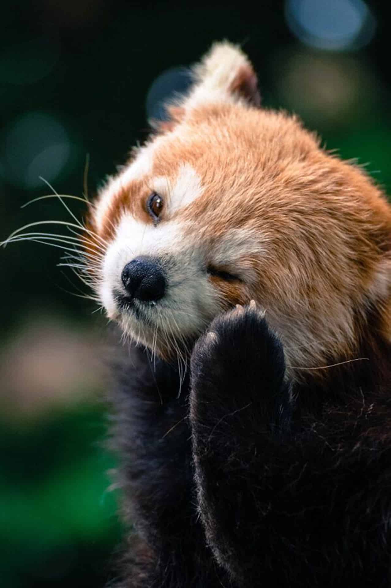 今日萌宠壁纸 004