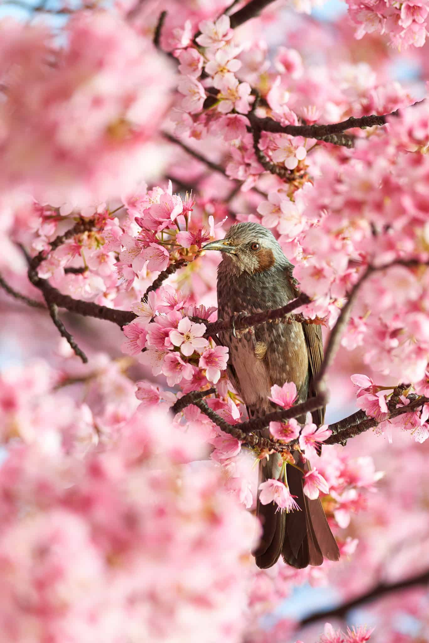 今日萌宠壁纸 004