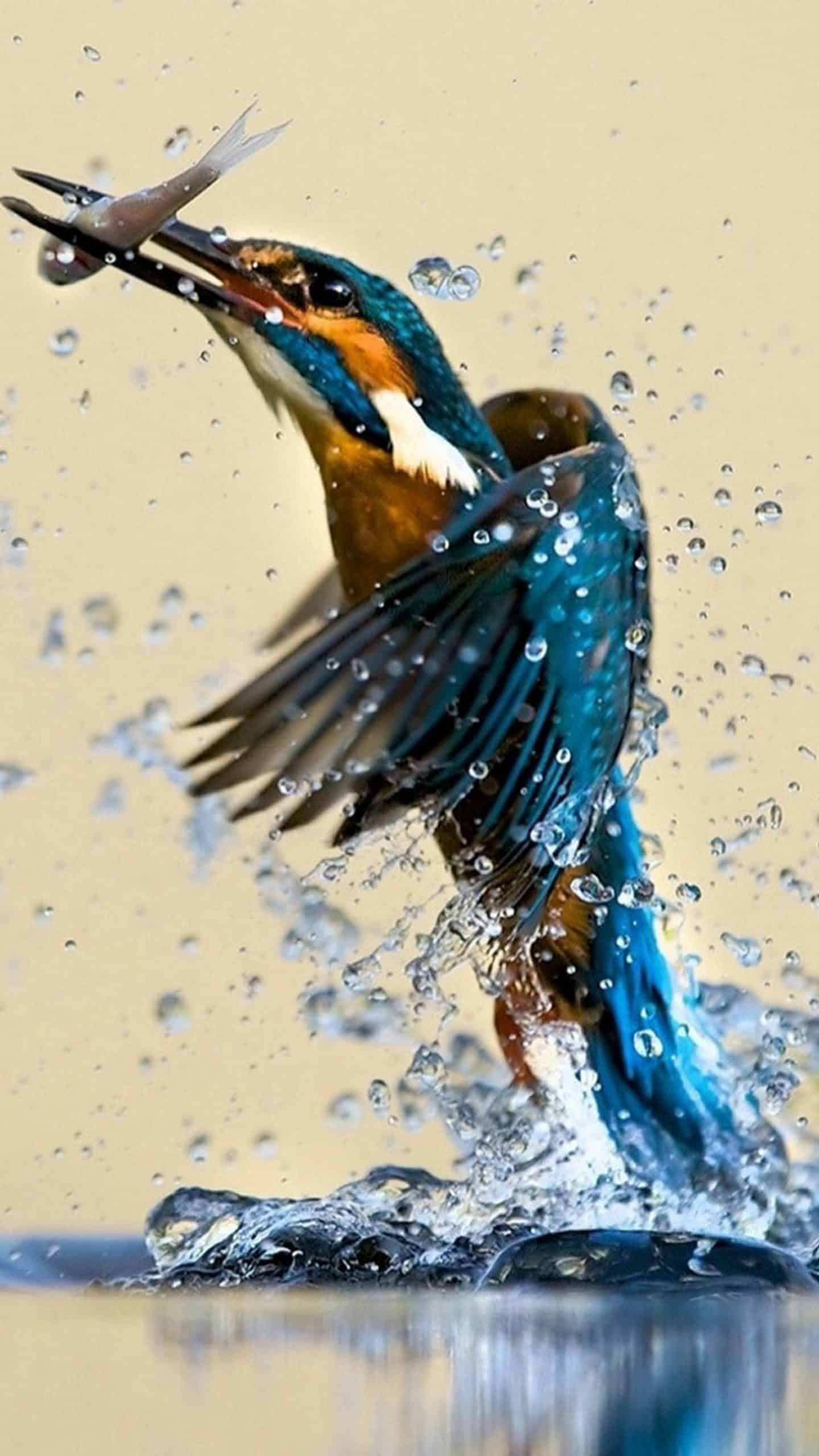 今日萌宠壁纸 004