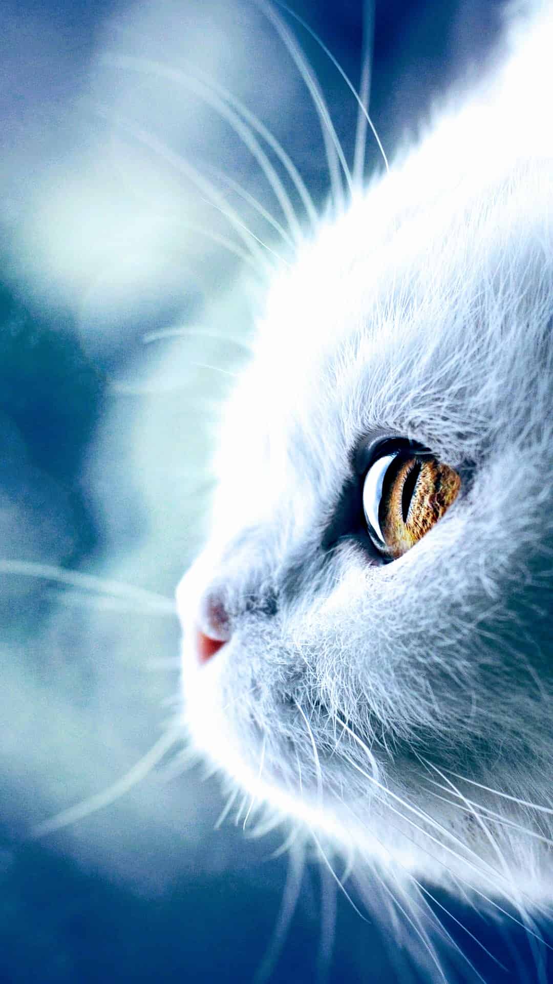 今日萌宠壁纸 004