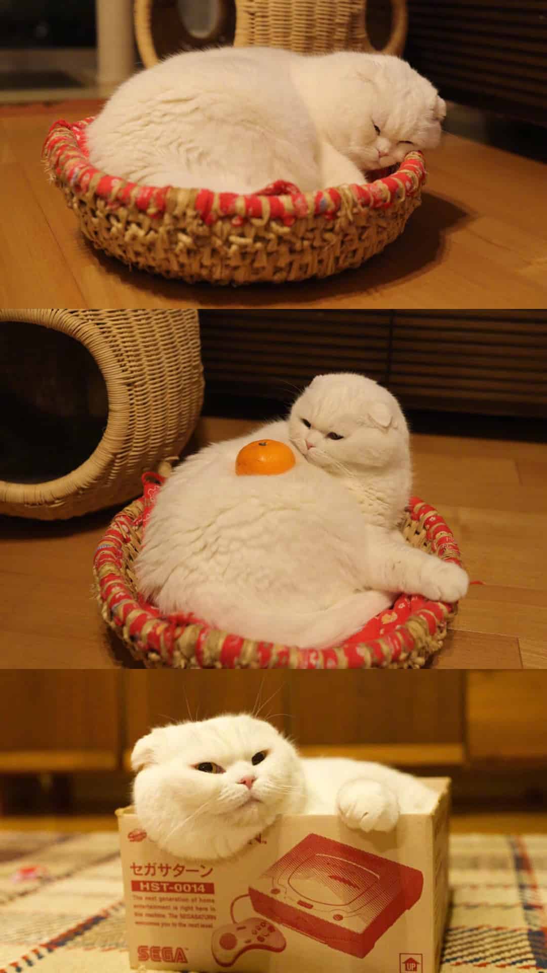 今日萌宠壁纸 004