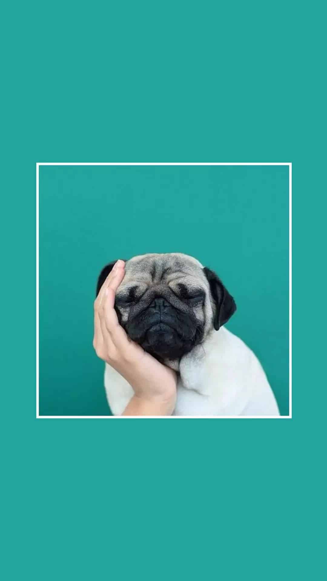 今日萌宠壁纸 005