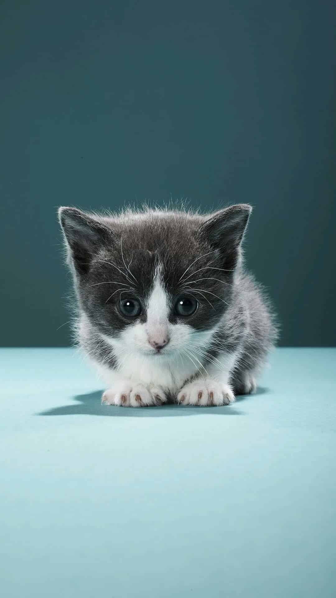 今日萌宠壁纸 005