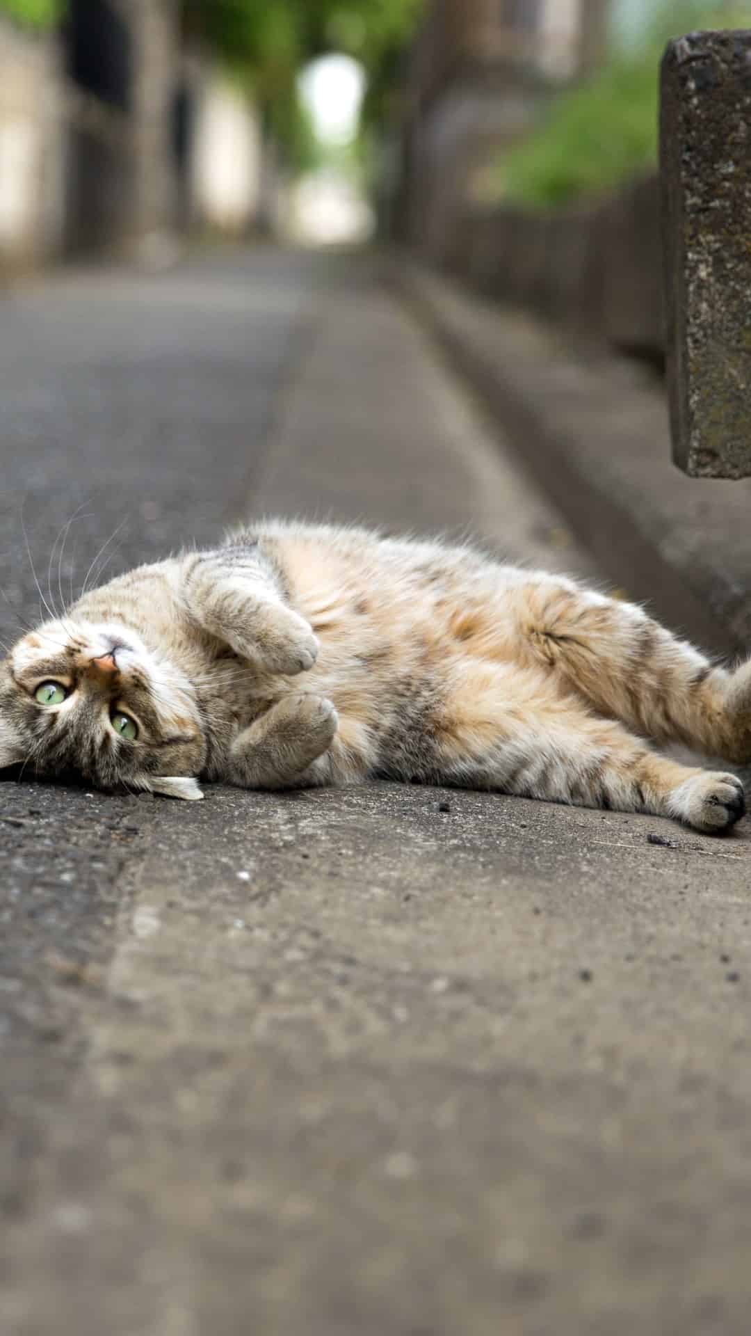 今日萌宠壁纸 005