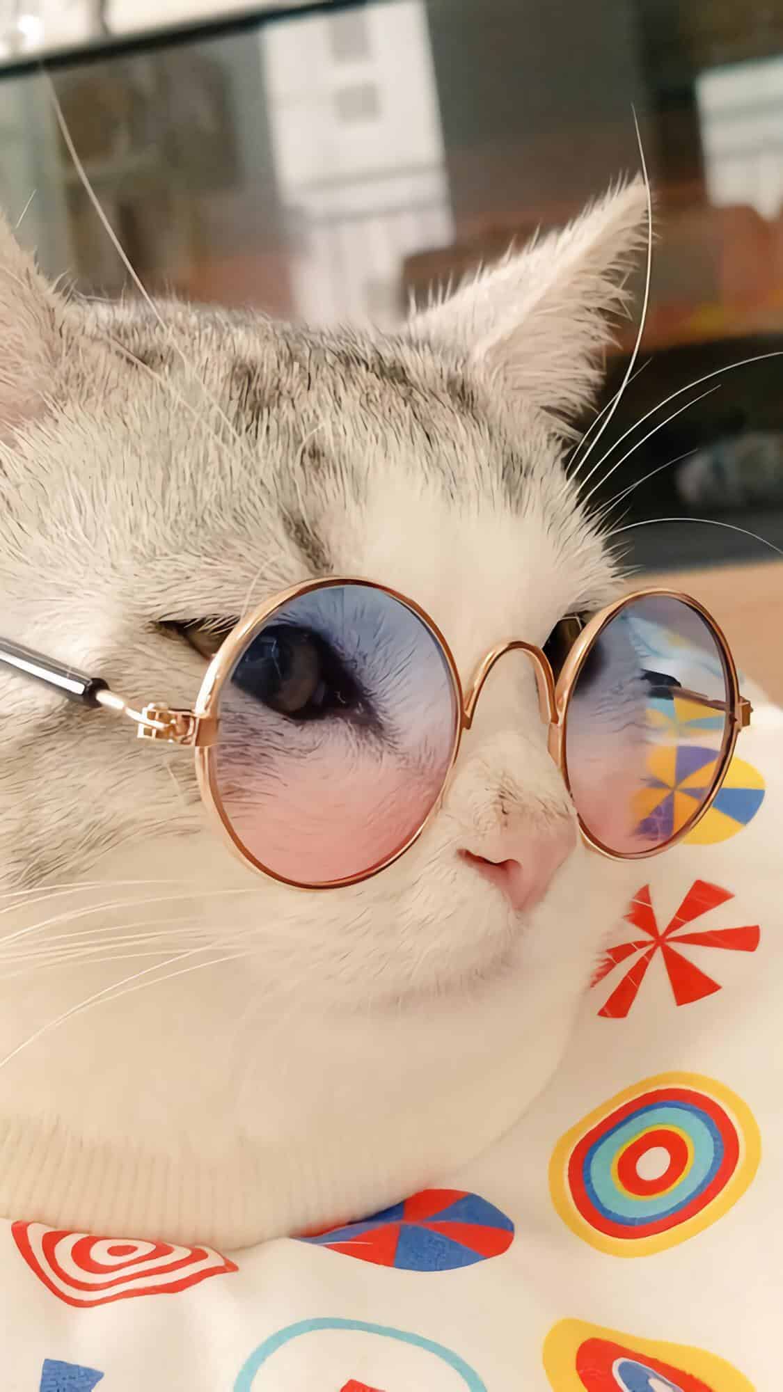 今日萌宠壁纸 005