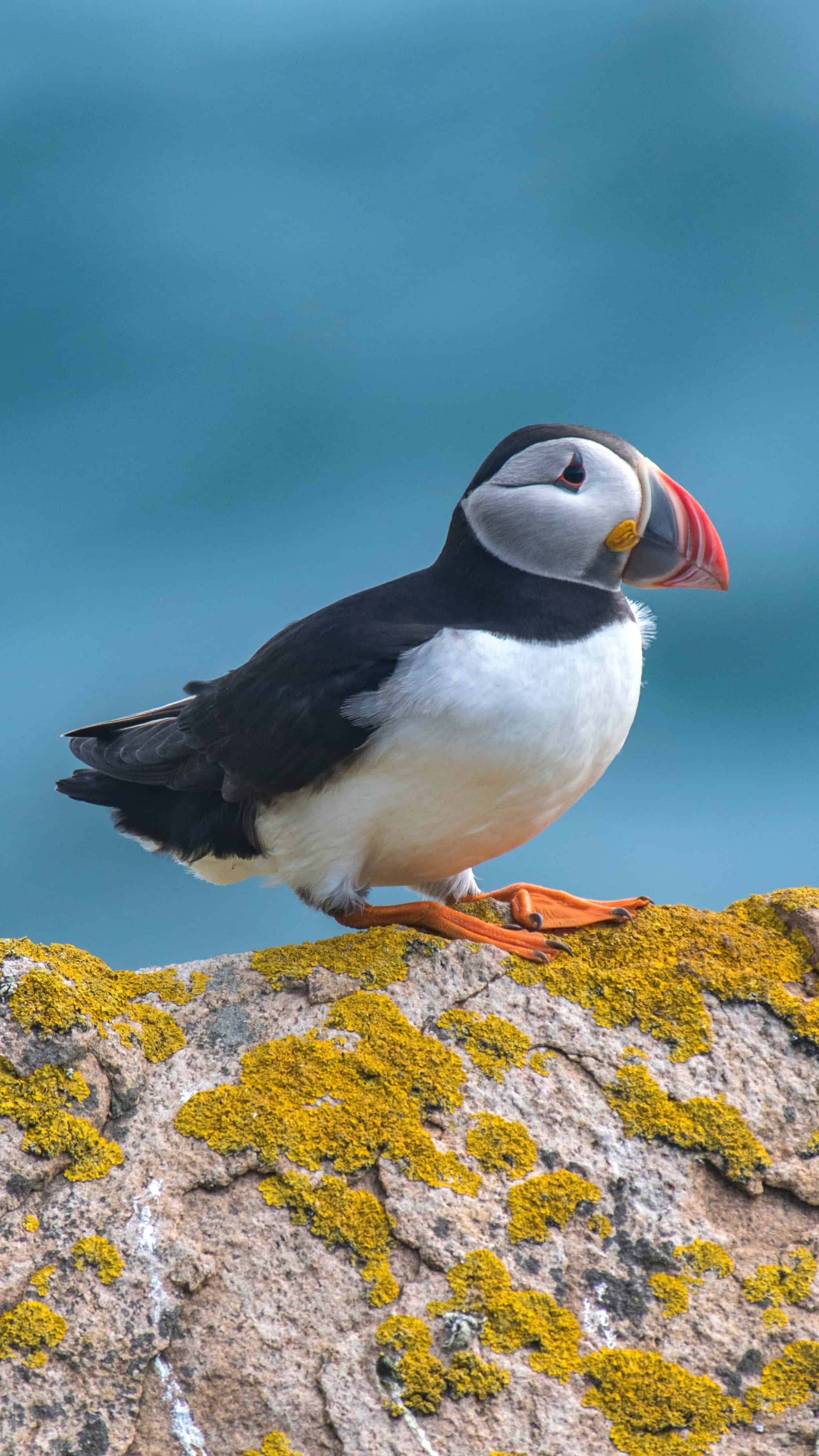 今日萌宠壁纸 005