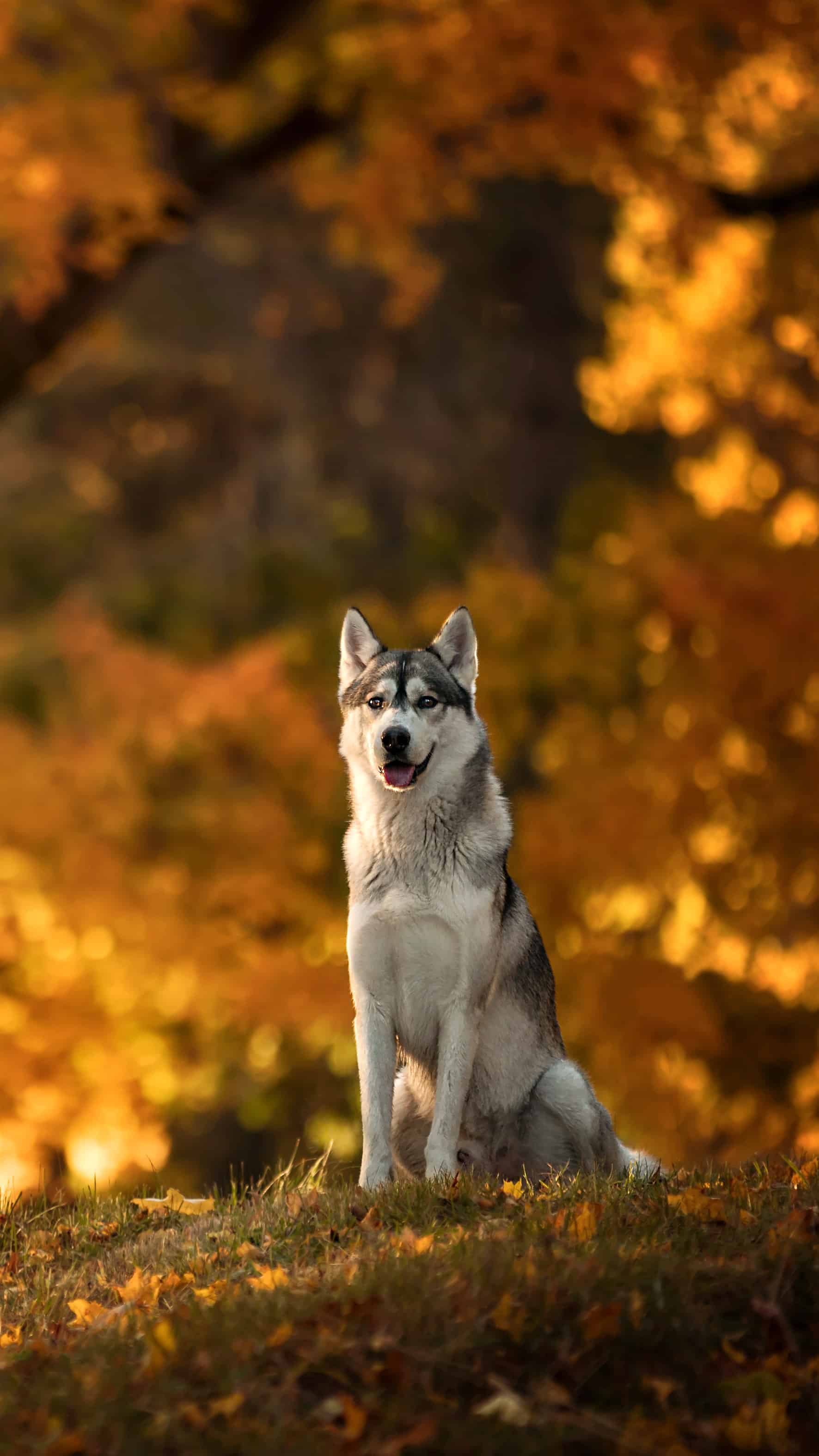 今日萌宠壁纸 005