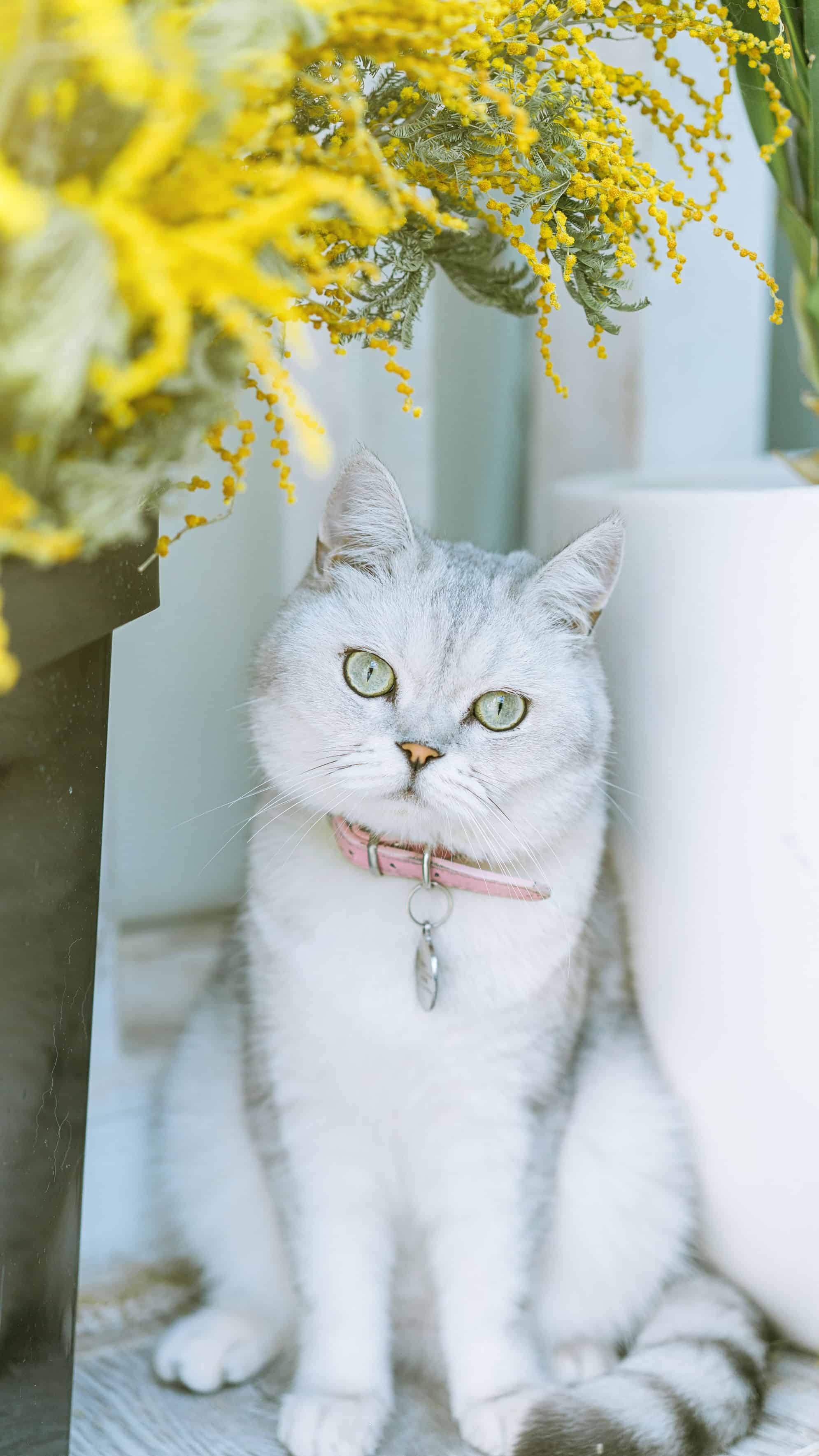 今日萌宠壁纸 005