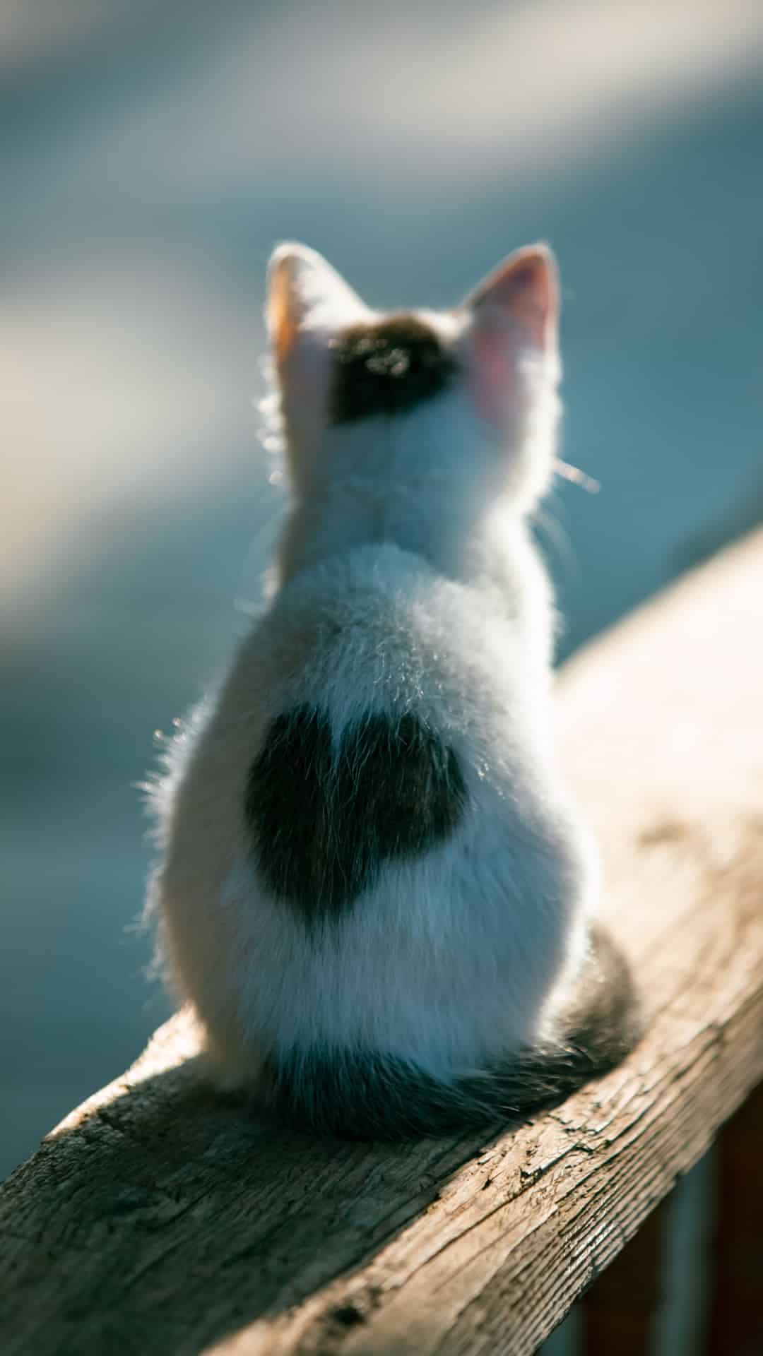 今日萌宠壁纸 007