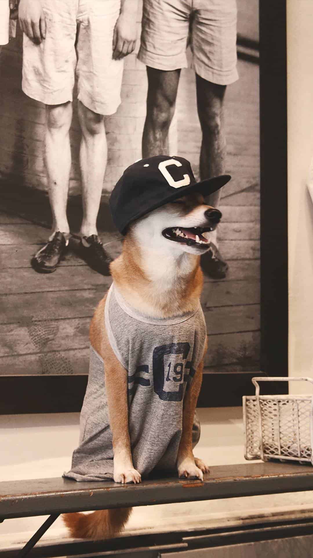 今日萌宠壁纸 006