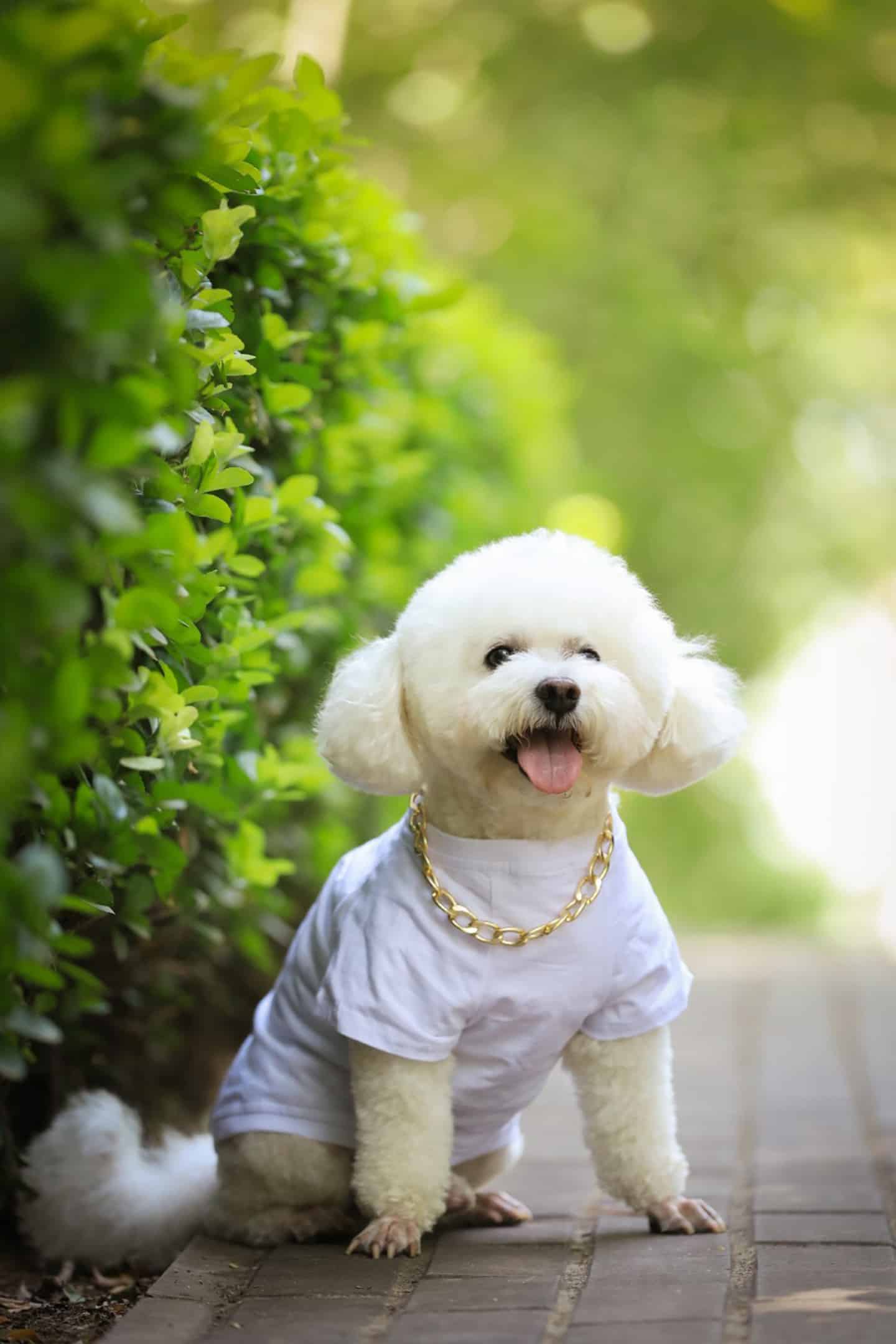 今日萌宠壁纸 006