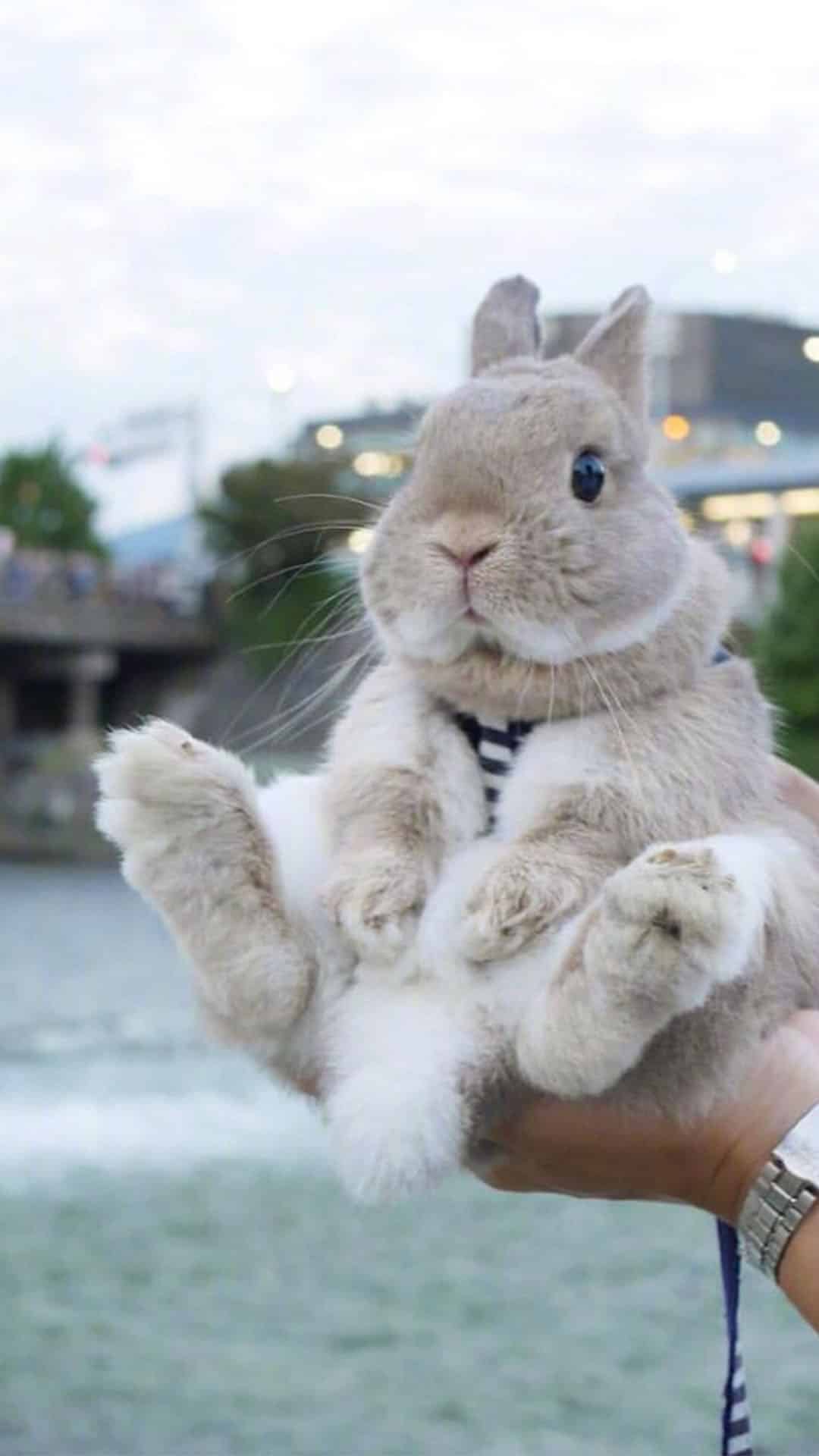 今日萌宠壁纸 007