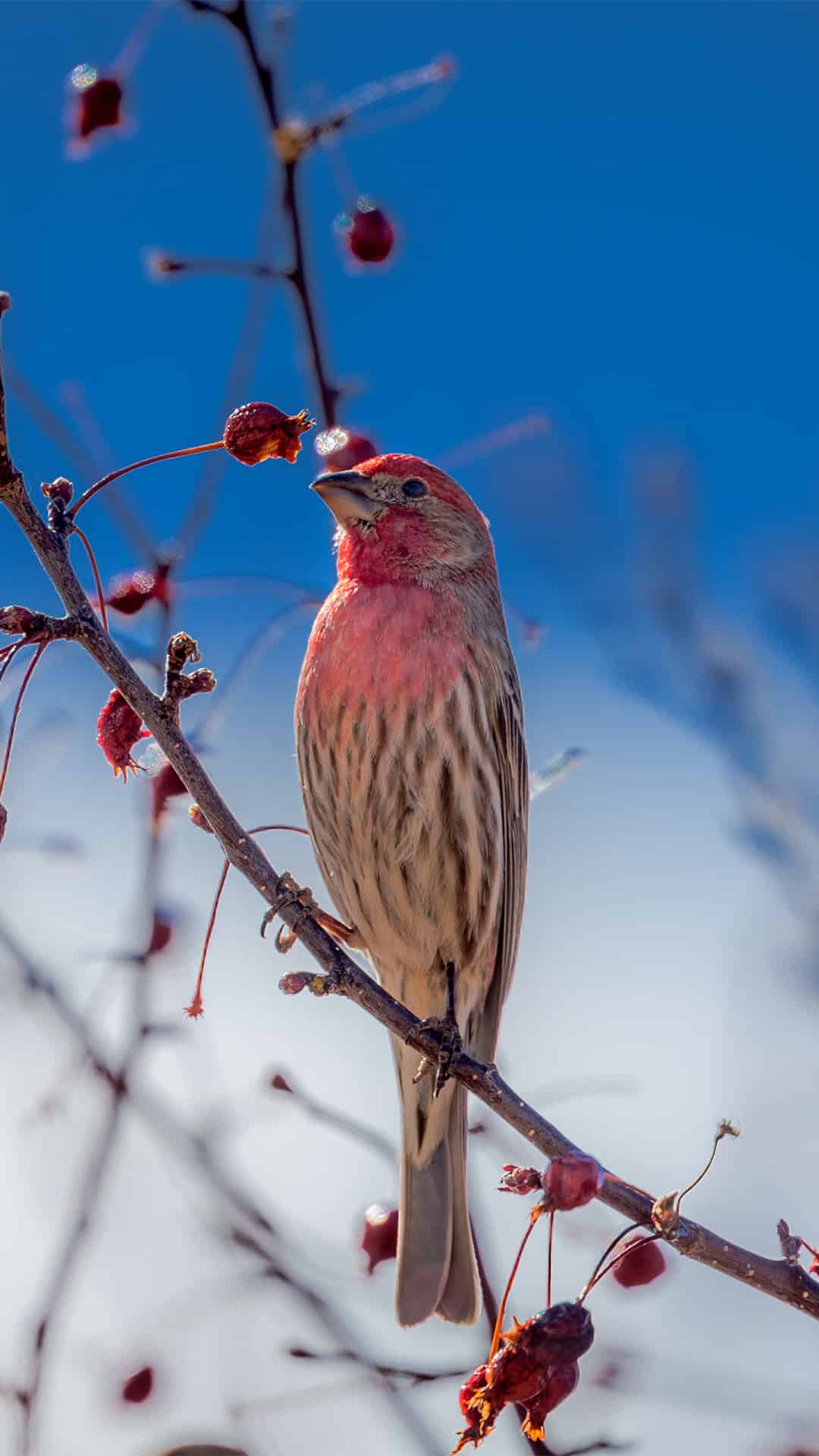 今日萌宠壁纸 006