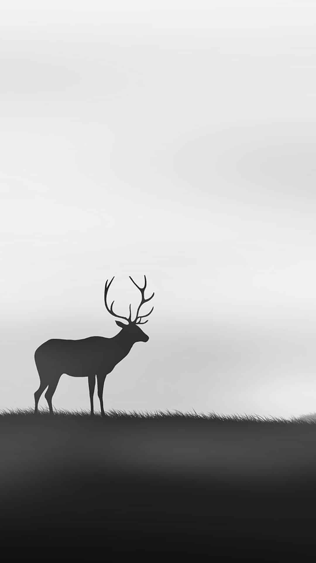 今日萌宠壁纸 006