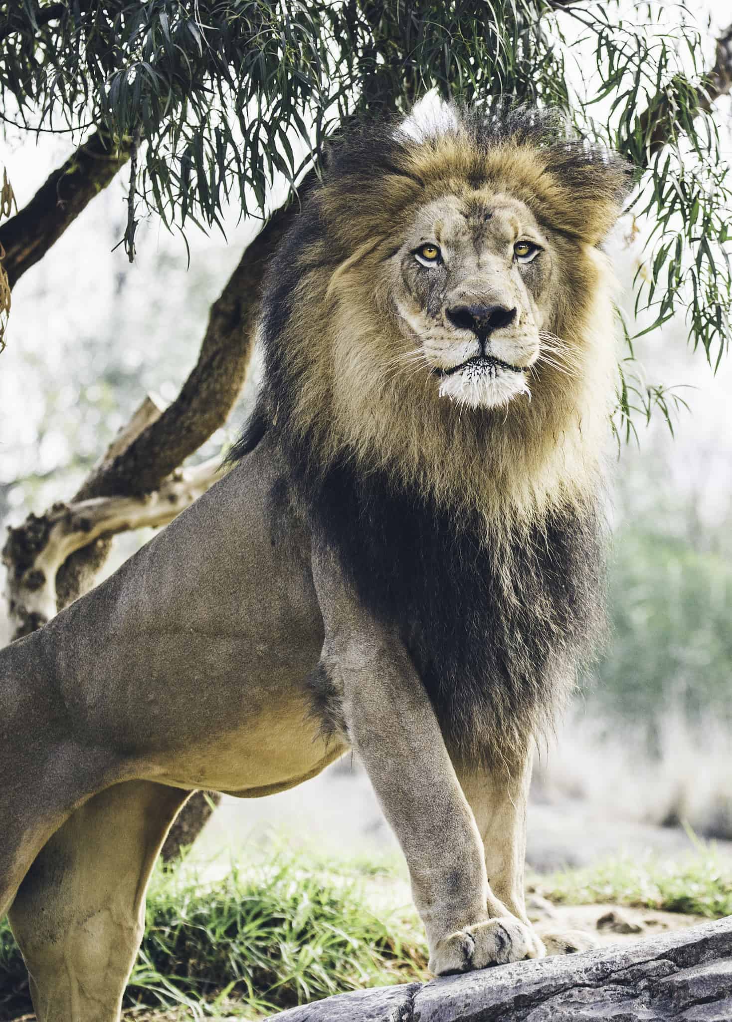 今日萌宠壁纸 007