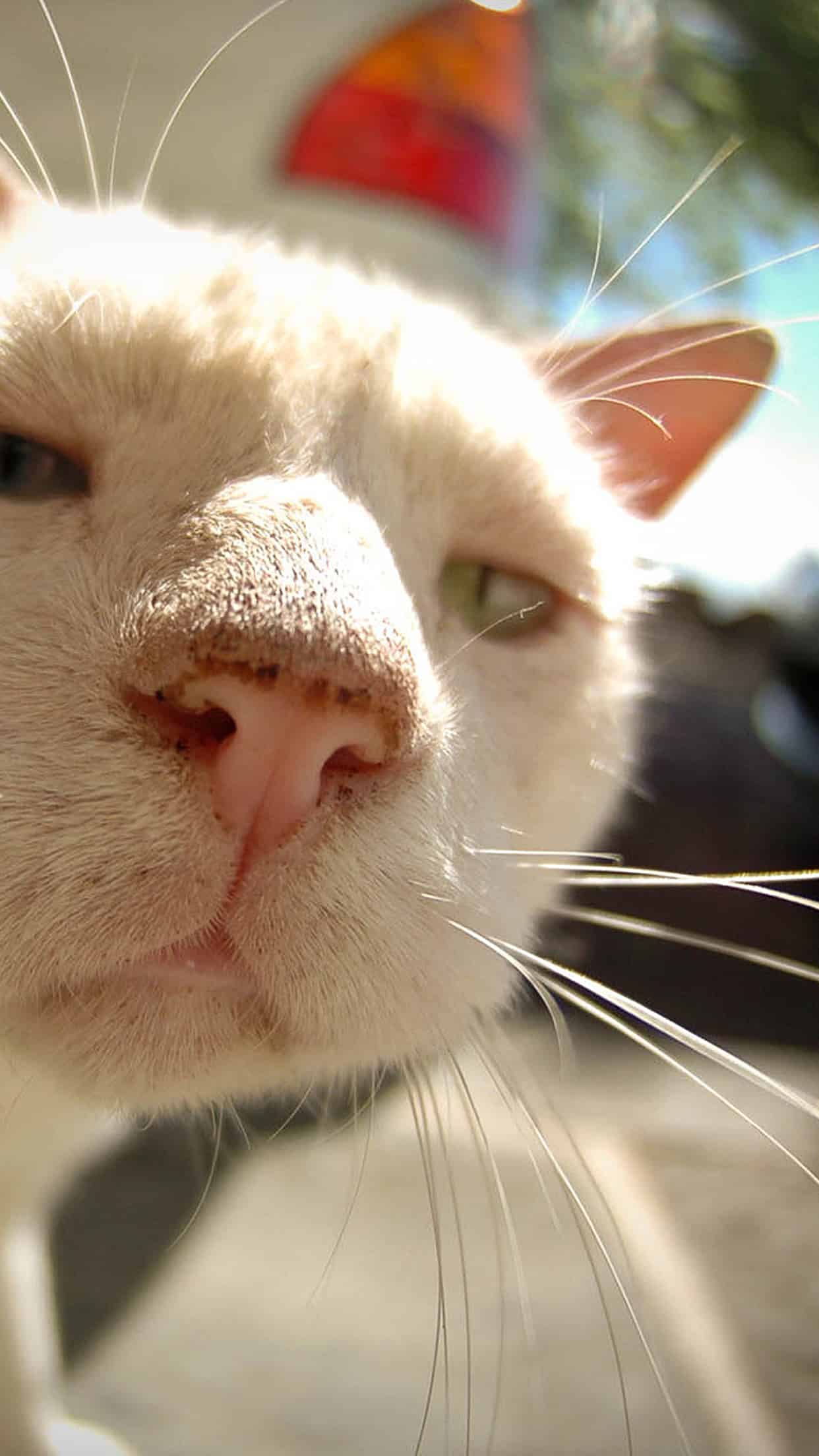 今日萌宠壁纸 006