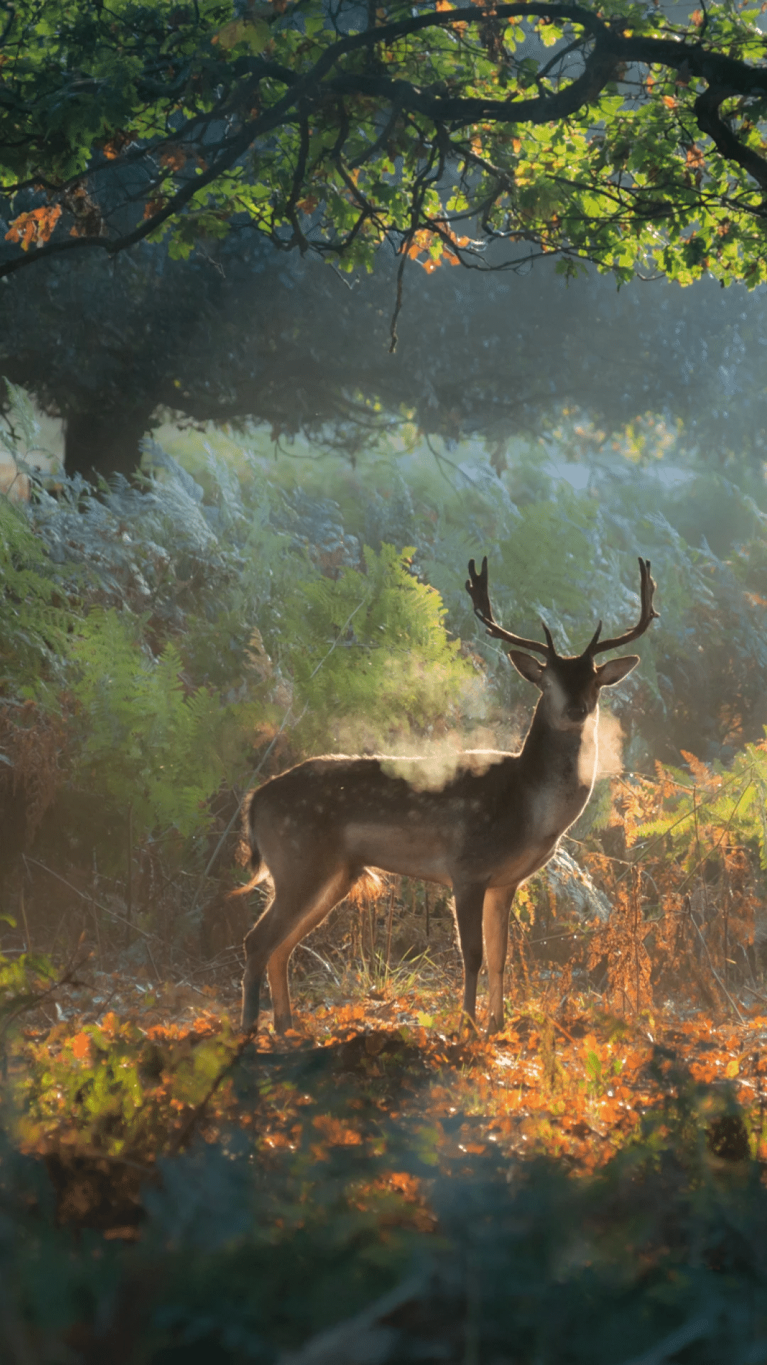 今日萌宠壁纸 006