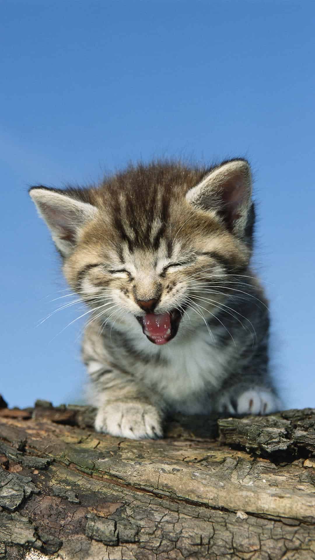 今日萌宠壁纸 007