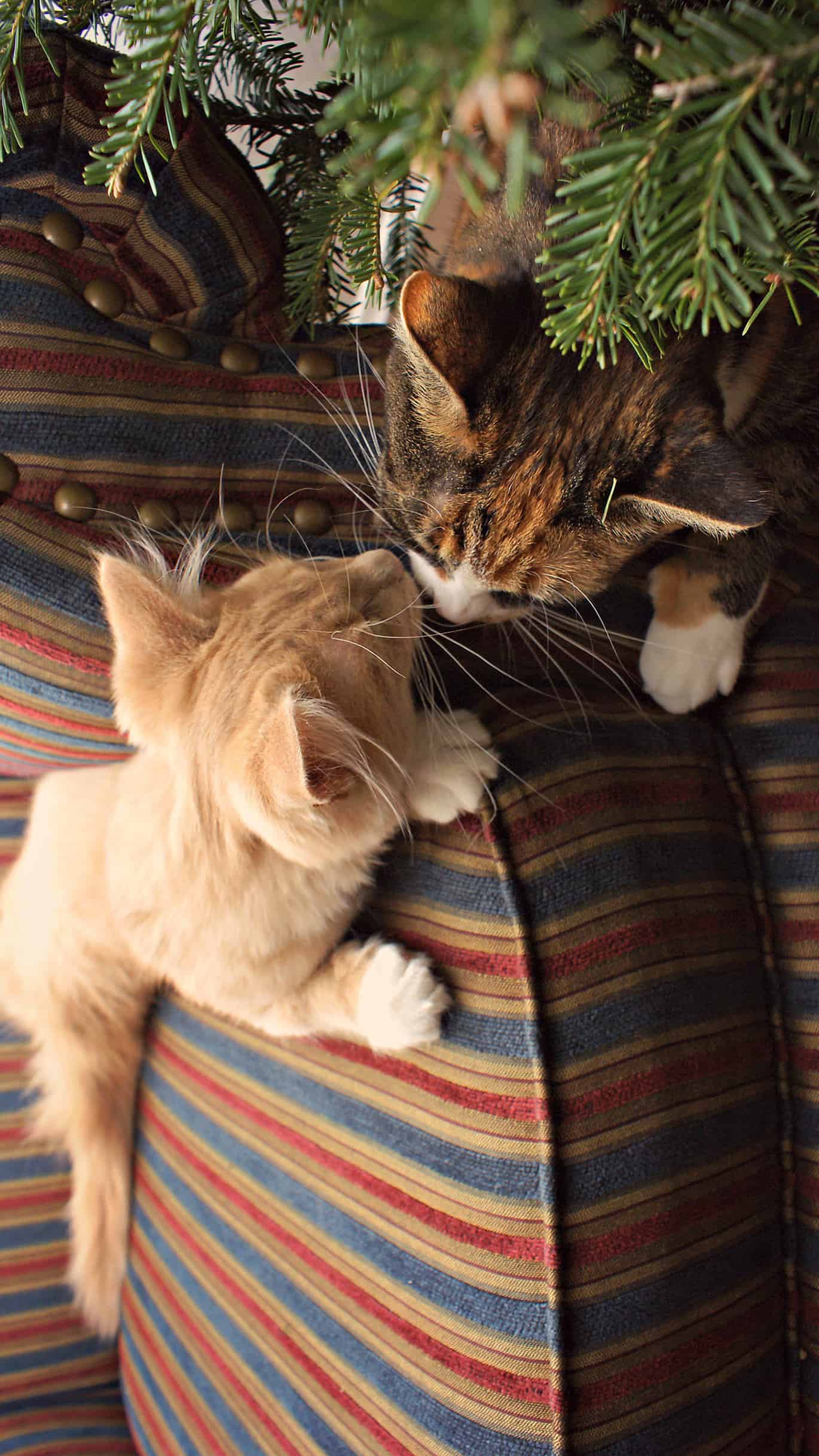 今日萌宠壁纸 007